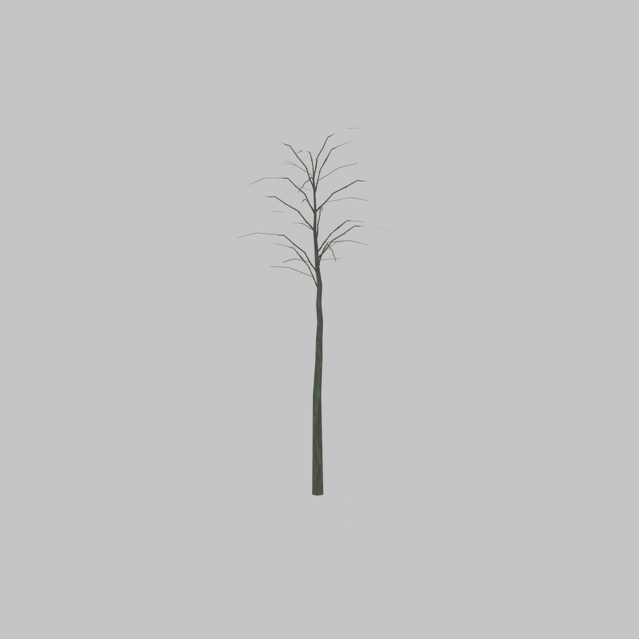 Japanese pagoda tree winter 2000mm Low-poly 3D model_29