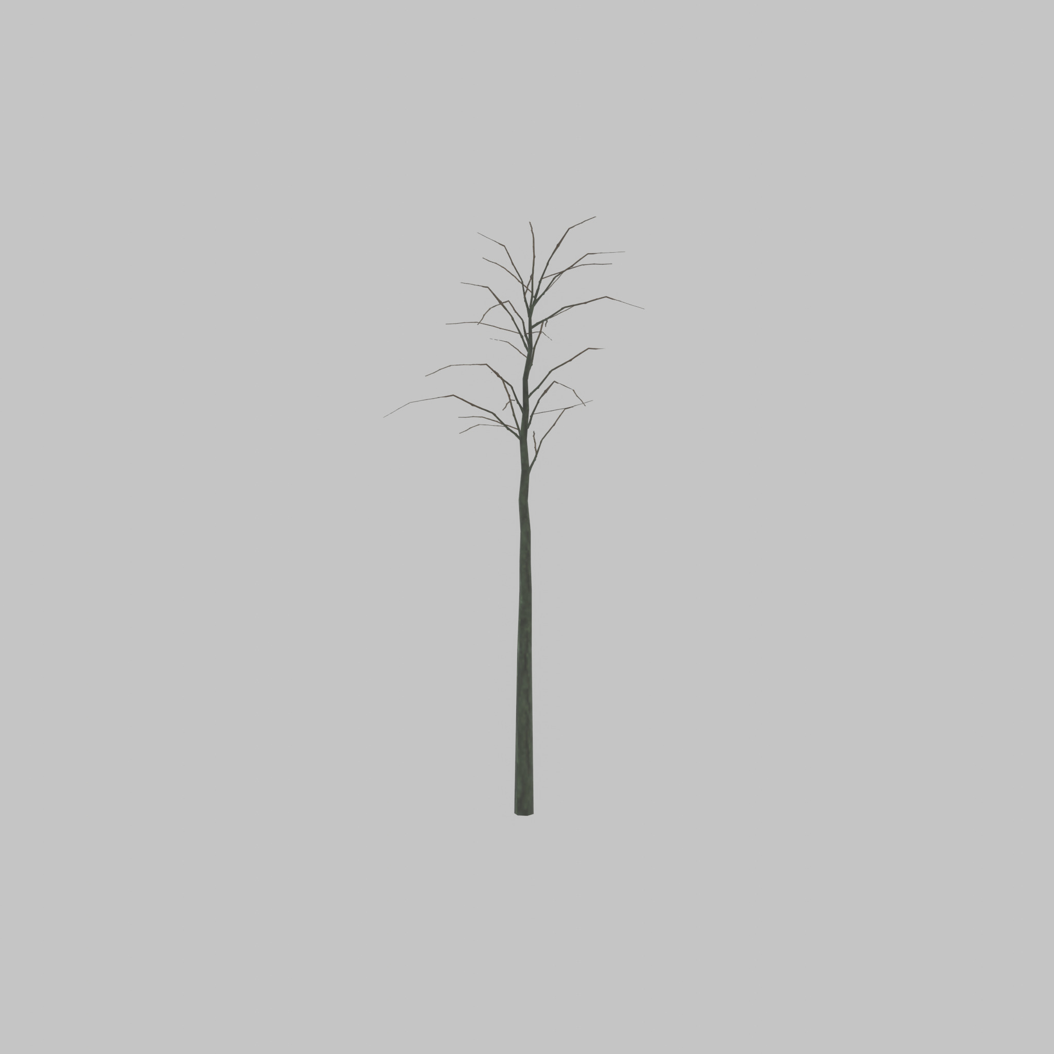 Japanese pagoda tree winter 2000mm Low-poly 3D model_39