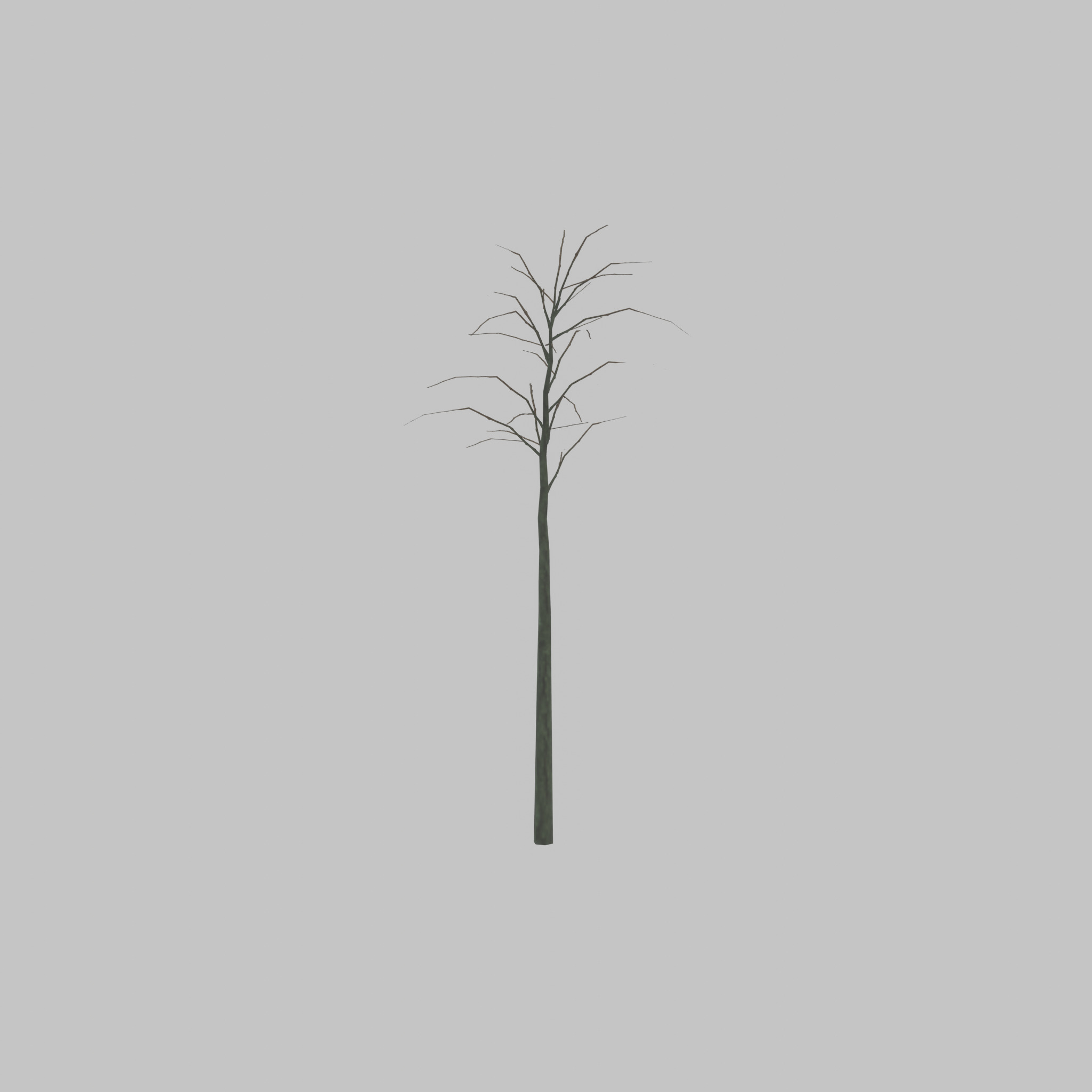 Japanese pagoda tree winter 2000mm Low-poly 3D model_40