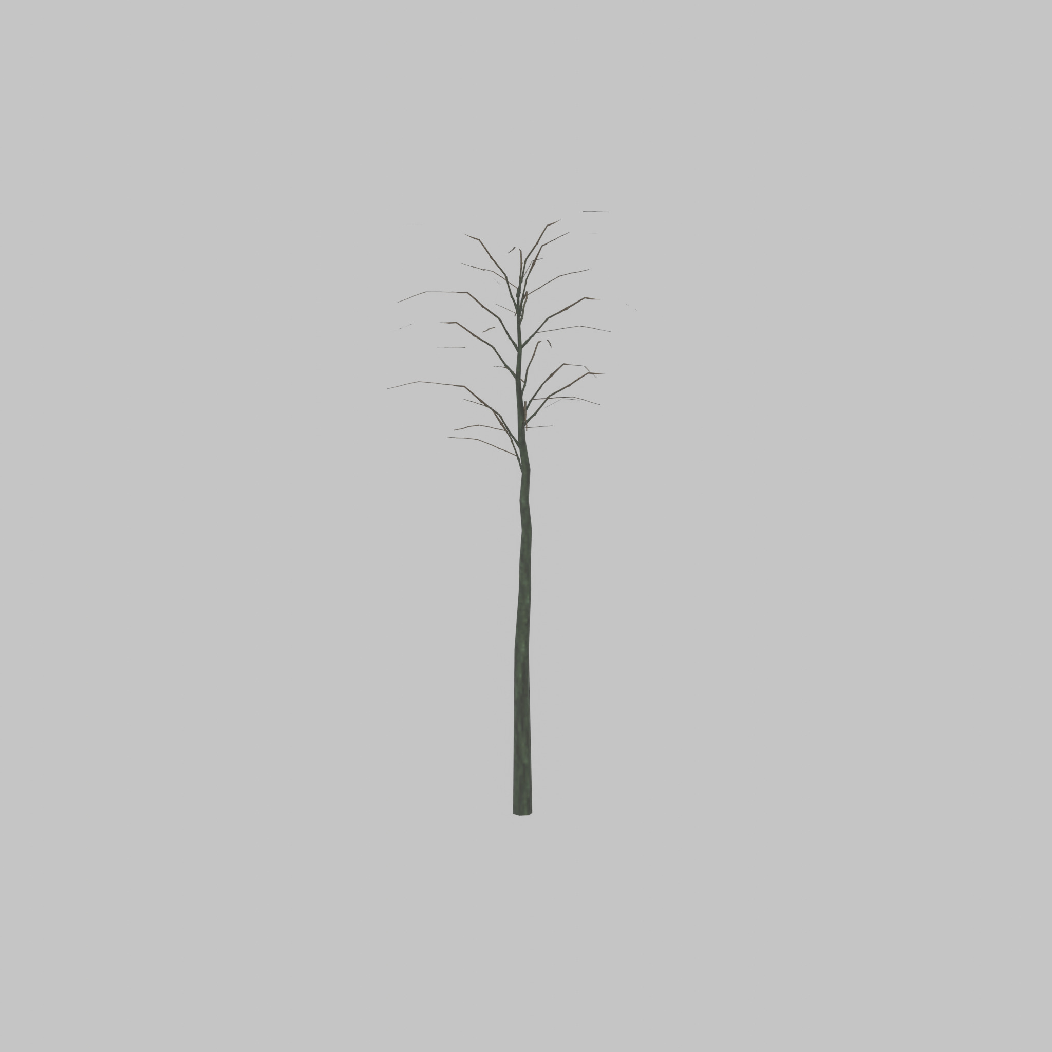 Japanese pagoda tree winter 2000mm Low-poly 3D model_30