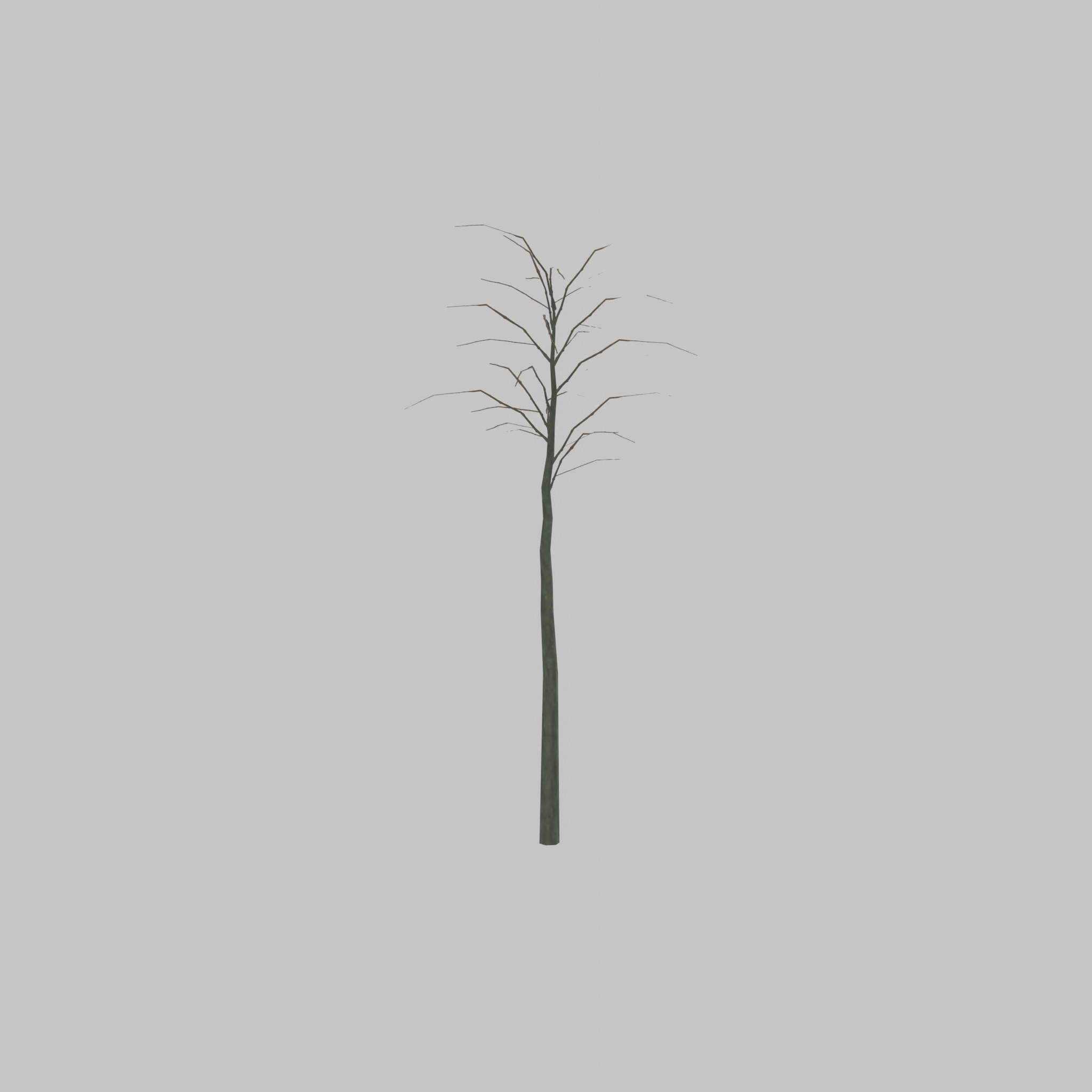 Japanese pagoda tree winter 2000mm Low-poly 3D model_50