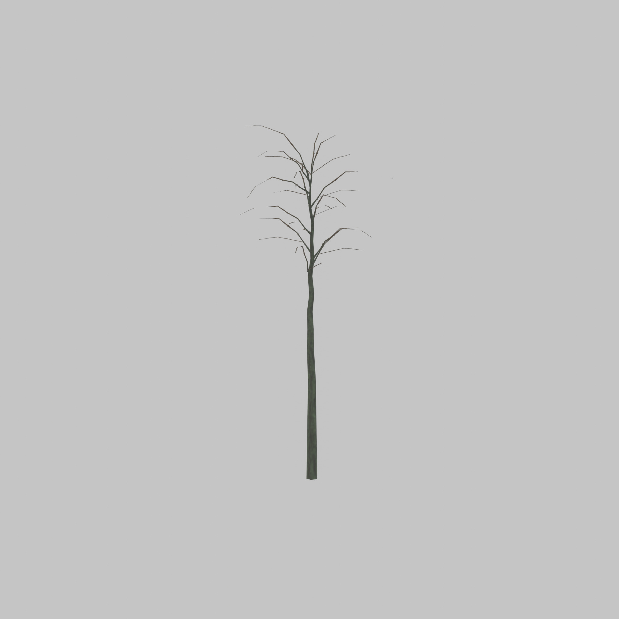 Japanese pagoda tree winter 2000mm Low-poly 3D model_52
