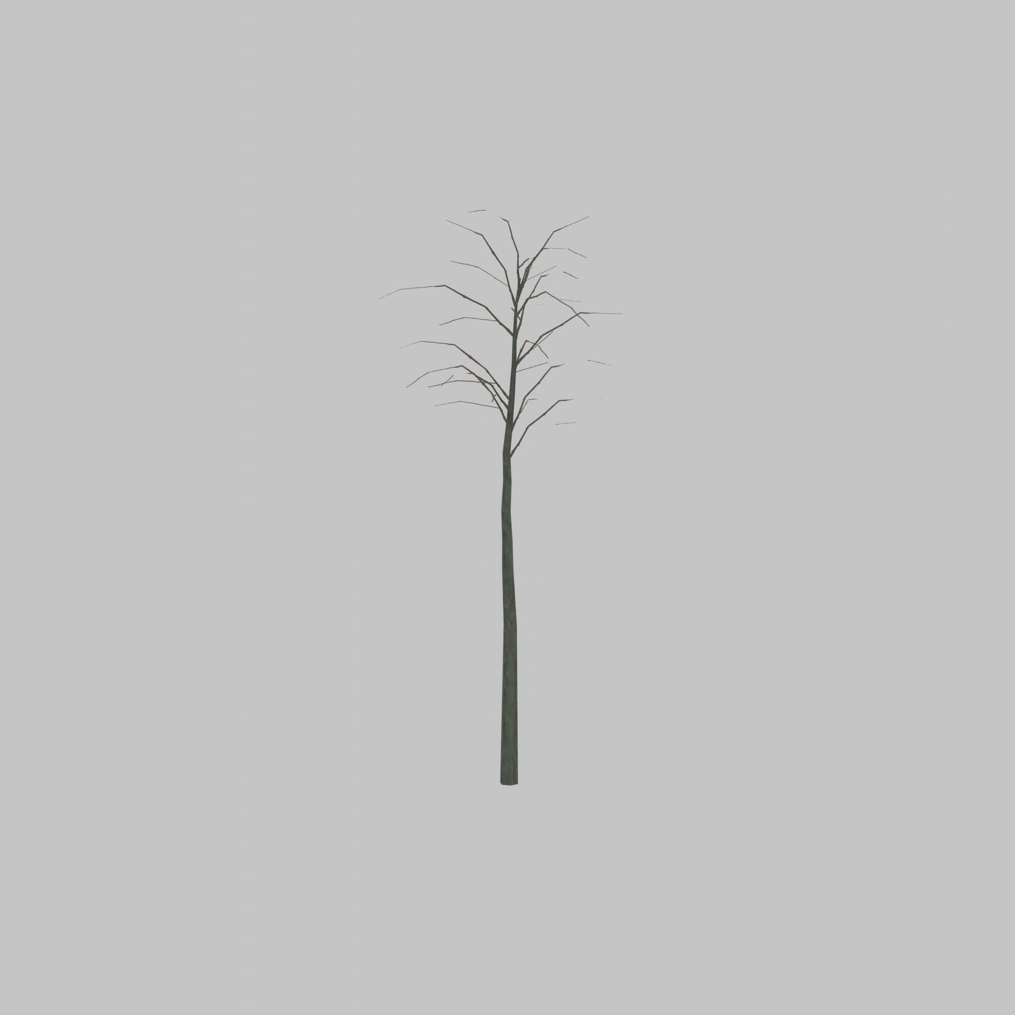 Japanese pagoda tree winter 2000mm Low-poly 3D model_47