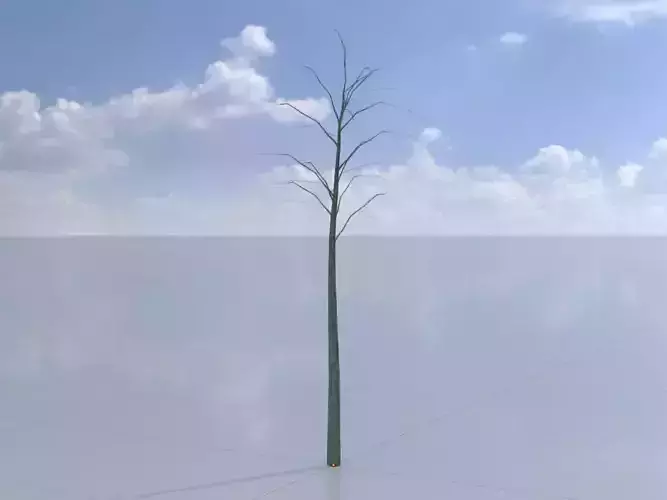 Japanese pagoda tree winter 2000mm