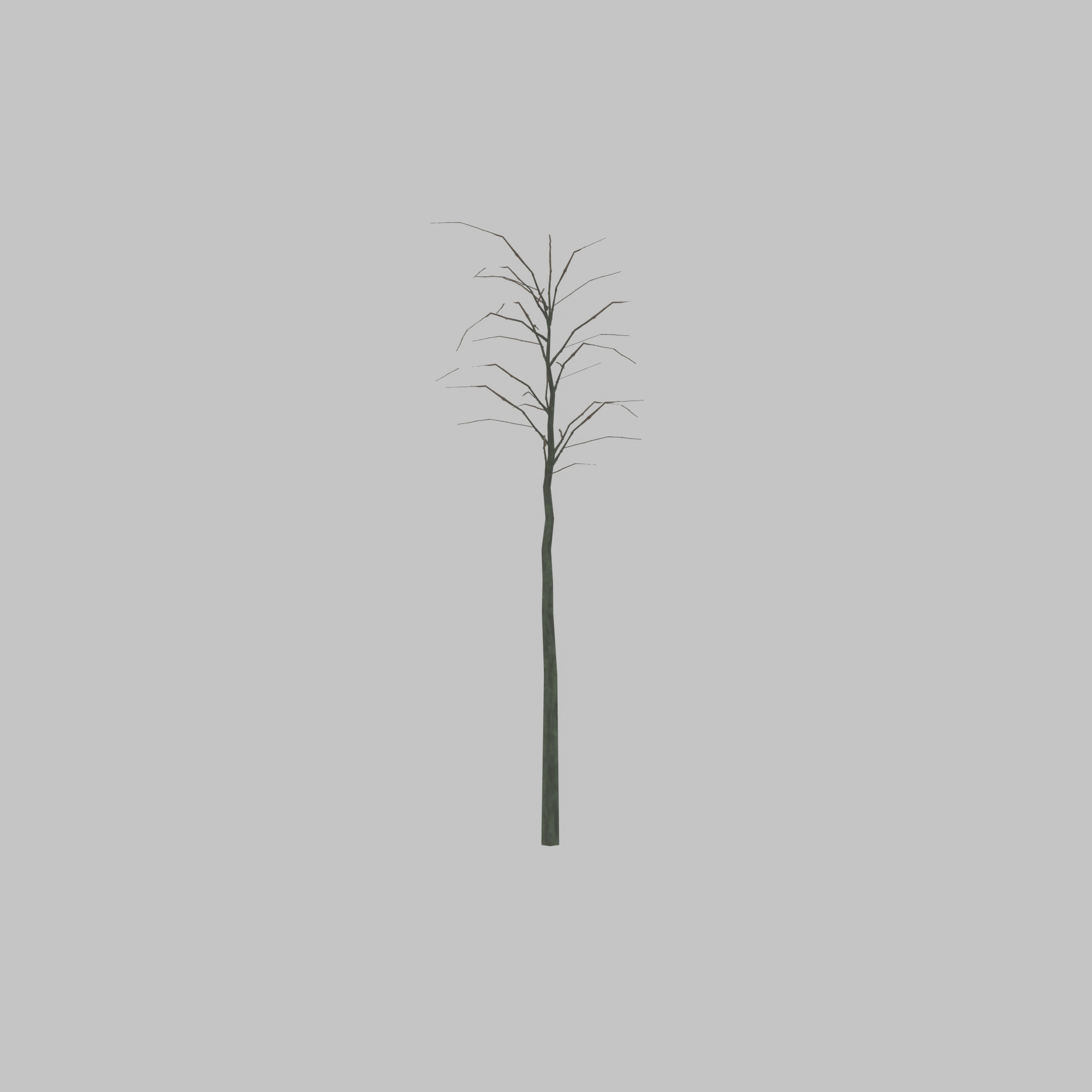 Japanese pagoda tree winter 2000mm Low-poly 3D model_51