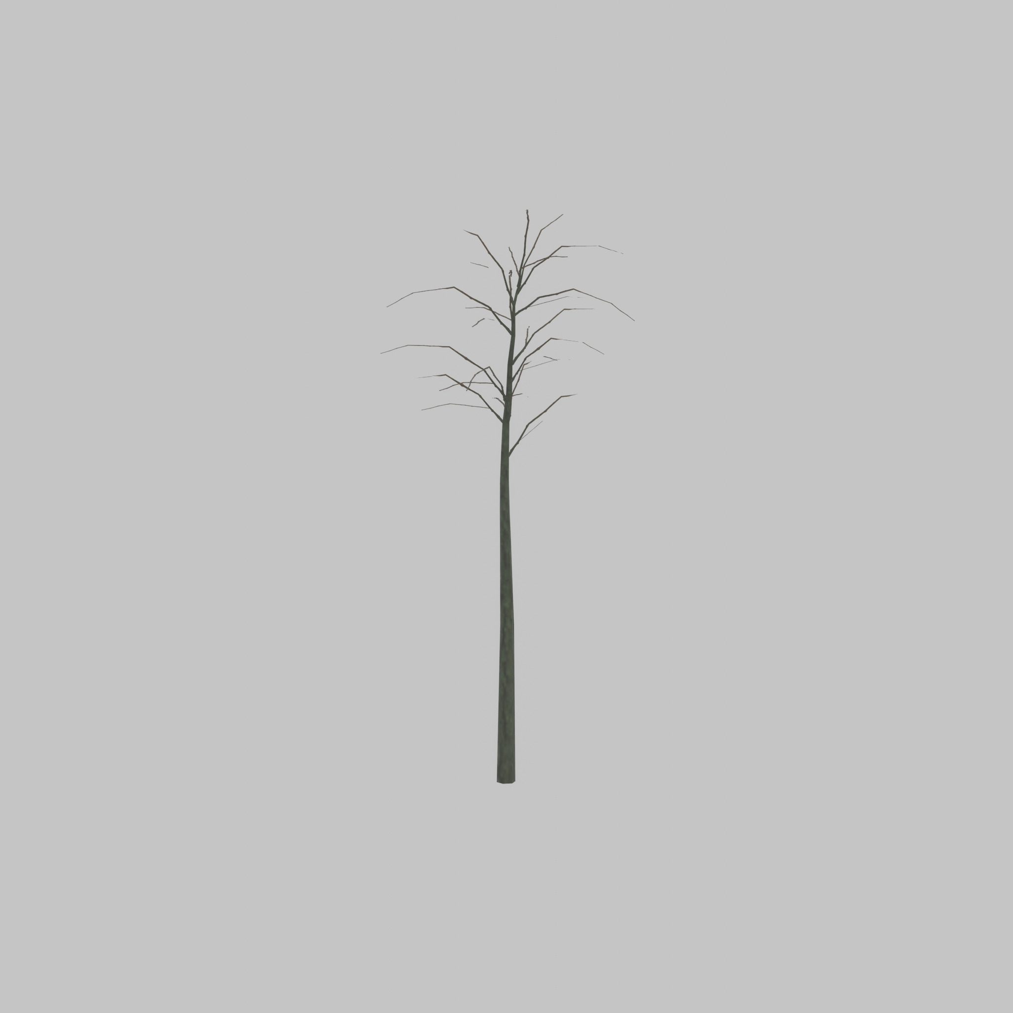 Japanese pagoda tree winter 2000mm Low-poly 3D model_44