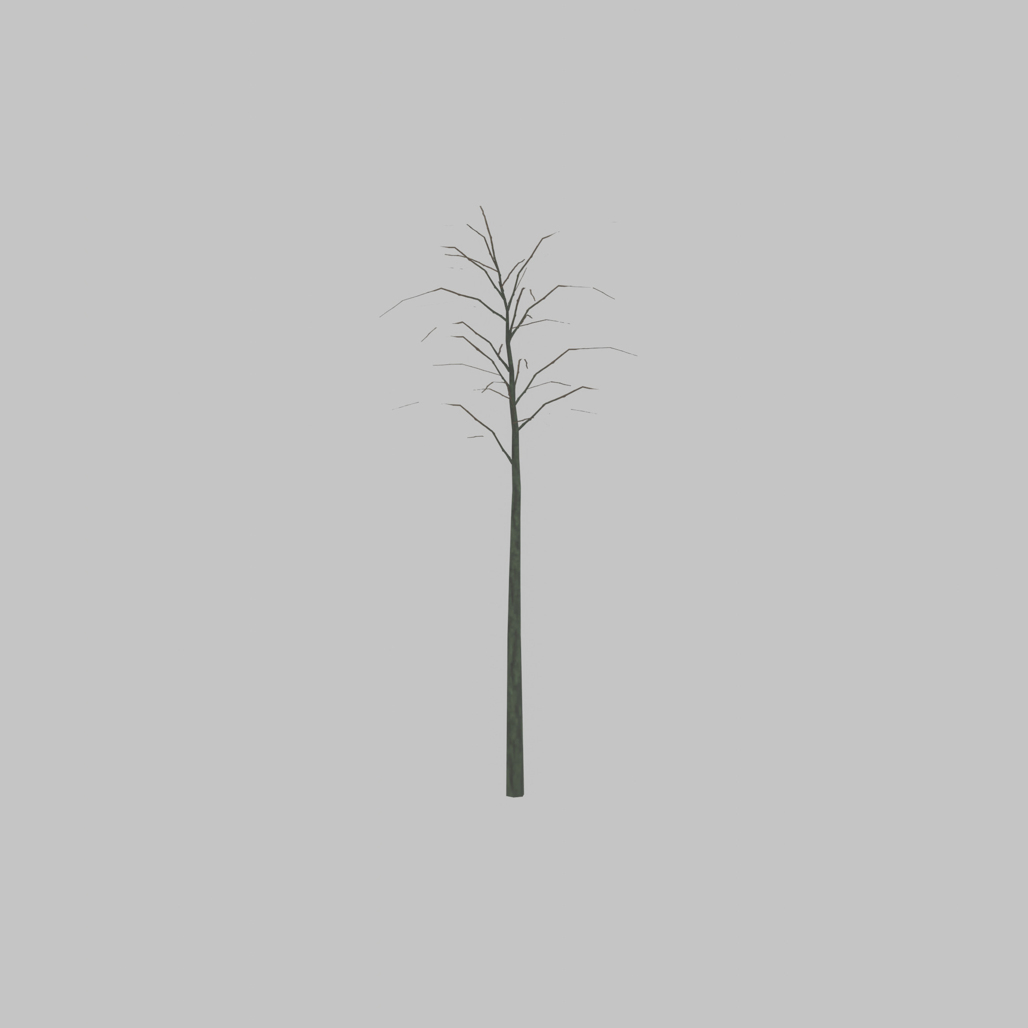 Japanese pagoda tree winter 2000mm Low-poly 3D model_23