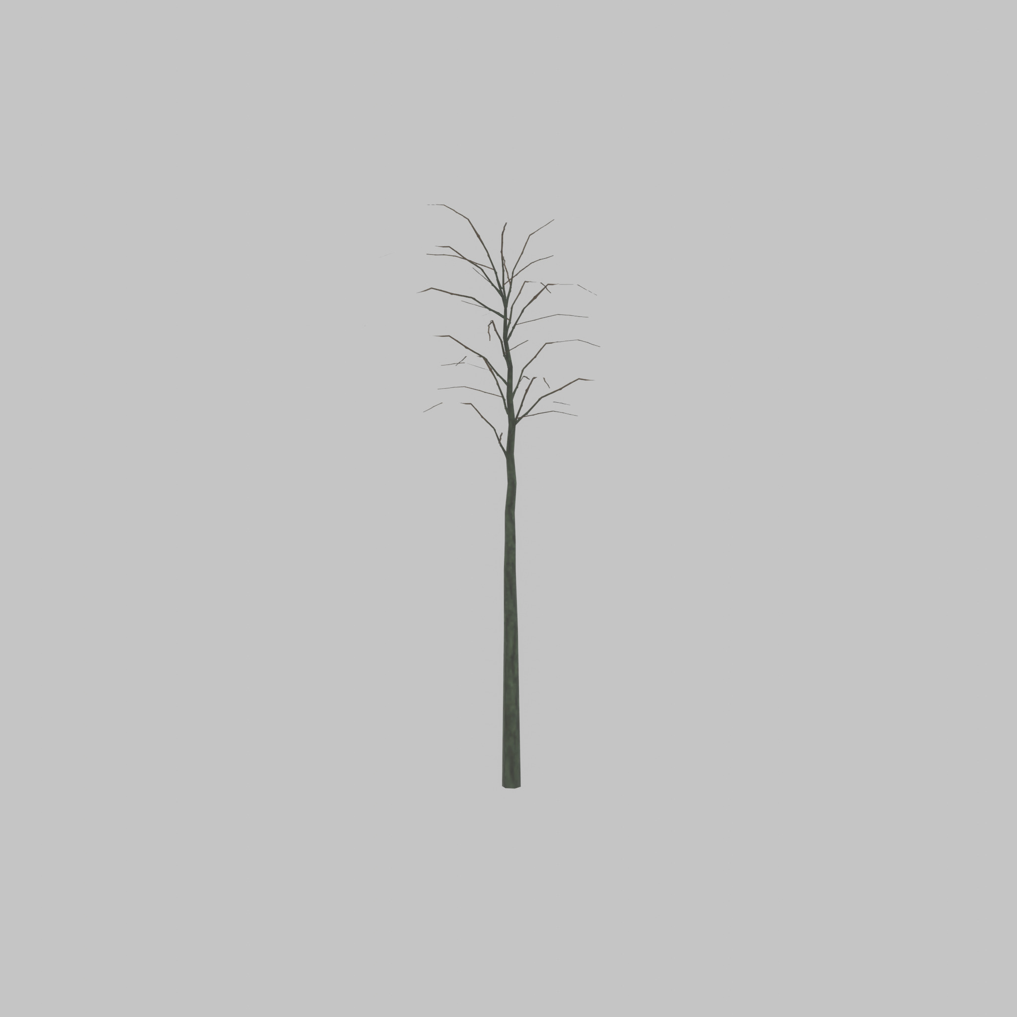 Japanese pagoda tree winter 2000mm Low-poly 3D model_55