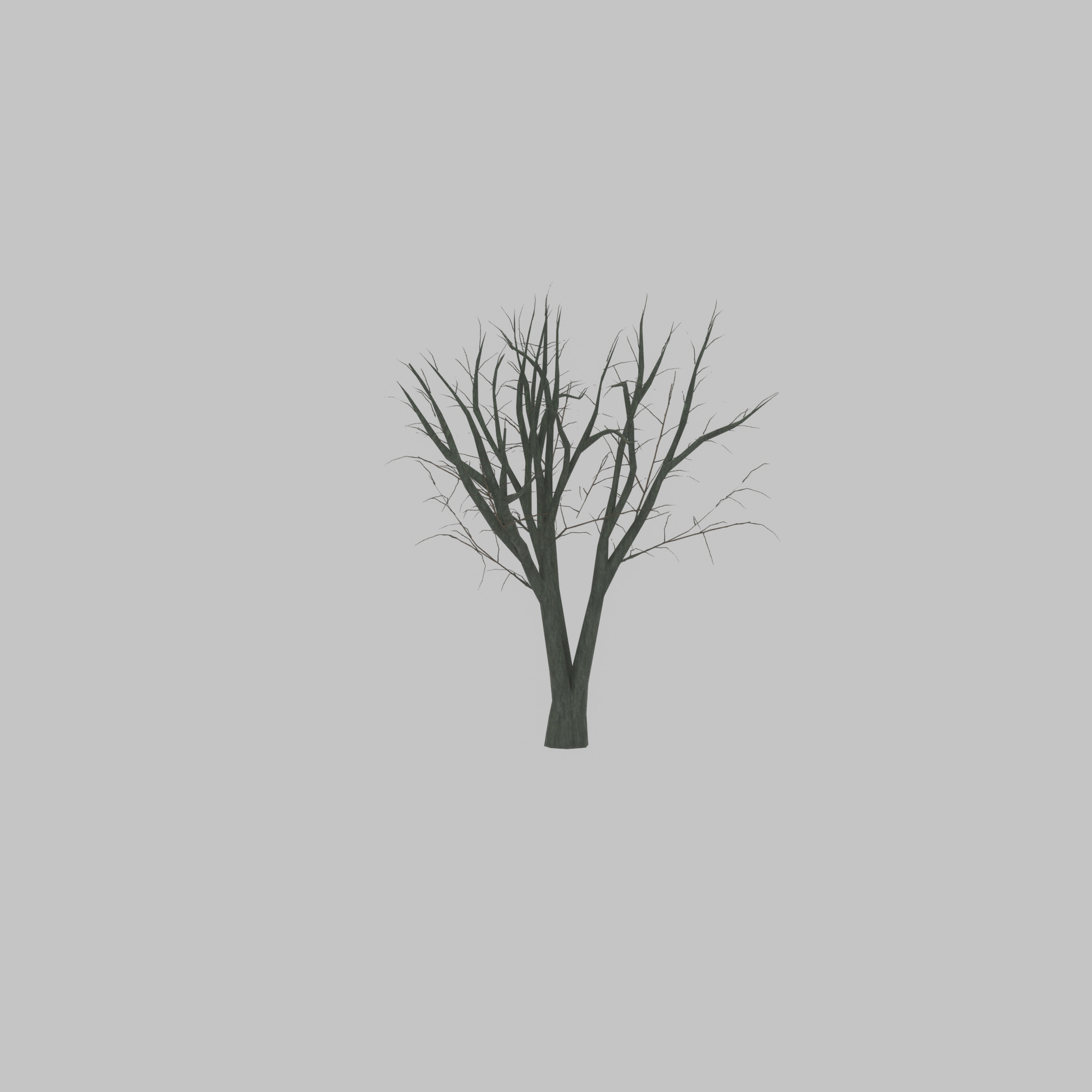 Japanese pagoda tree winter 5000mm Low-poly 3D model_27