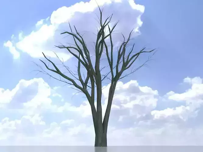 Japanese pagoda tree winter 5000mm