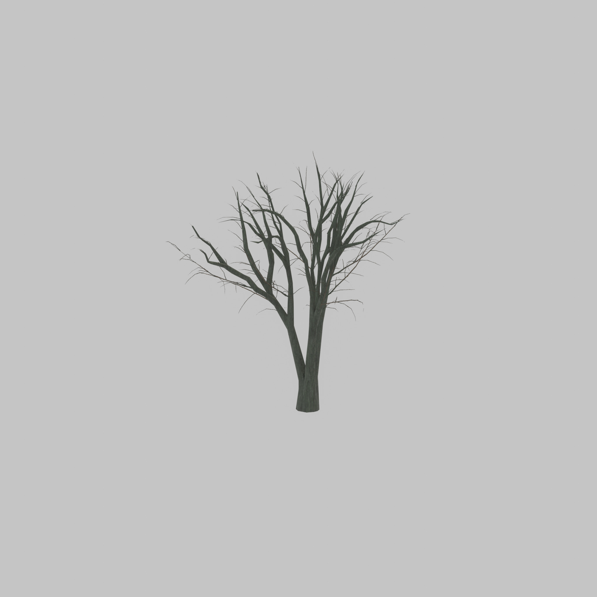 Japanese pagoda tree winter 5000mm Low-poly 3D model_34