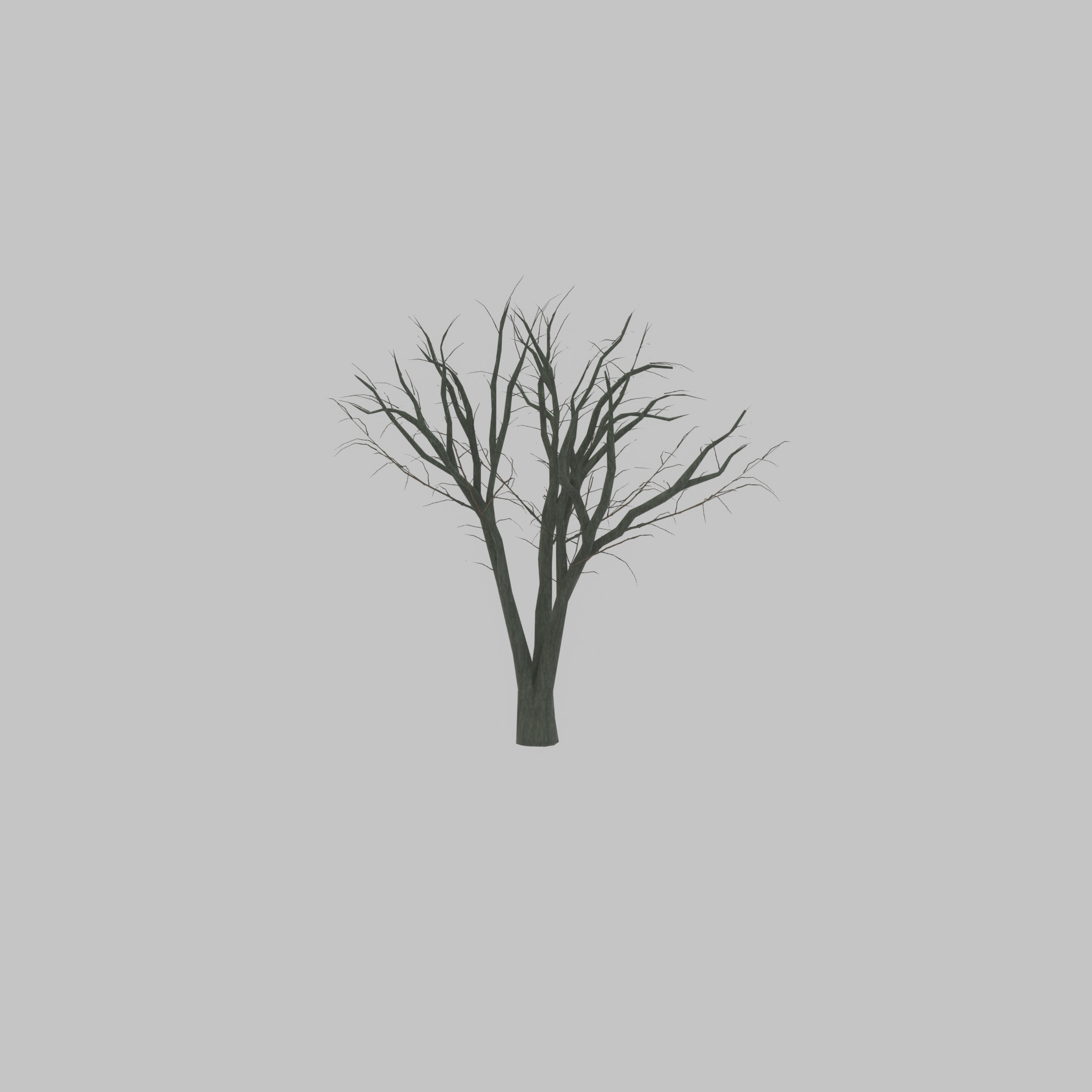 Japanese pagoda tree winter 5000mm Low-poly 3D model_53