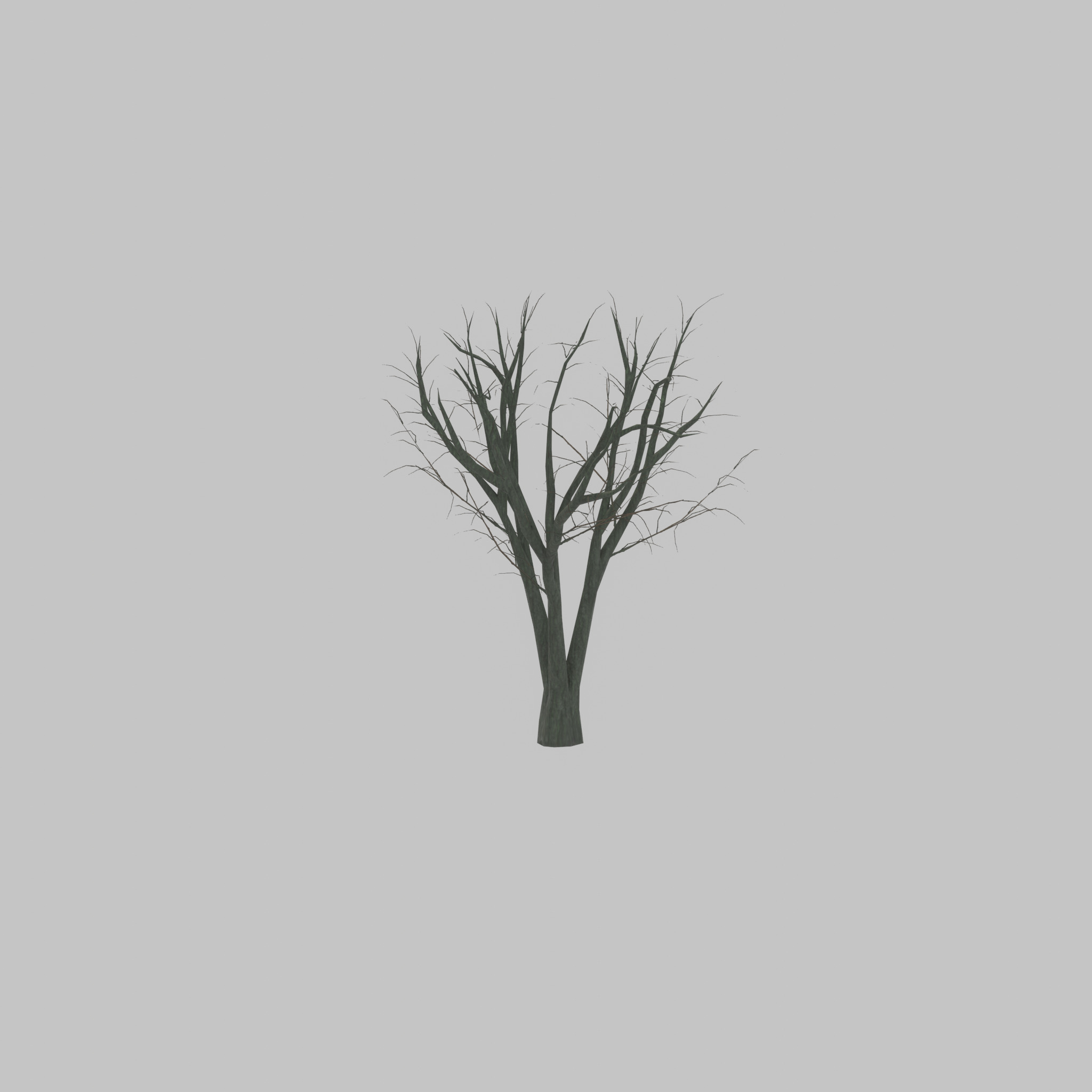 Japanese pagoda tree winter 5000mm Low-poly 3D model_24