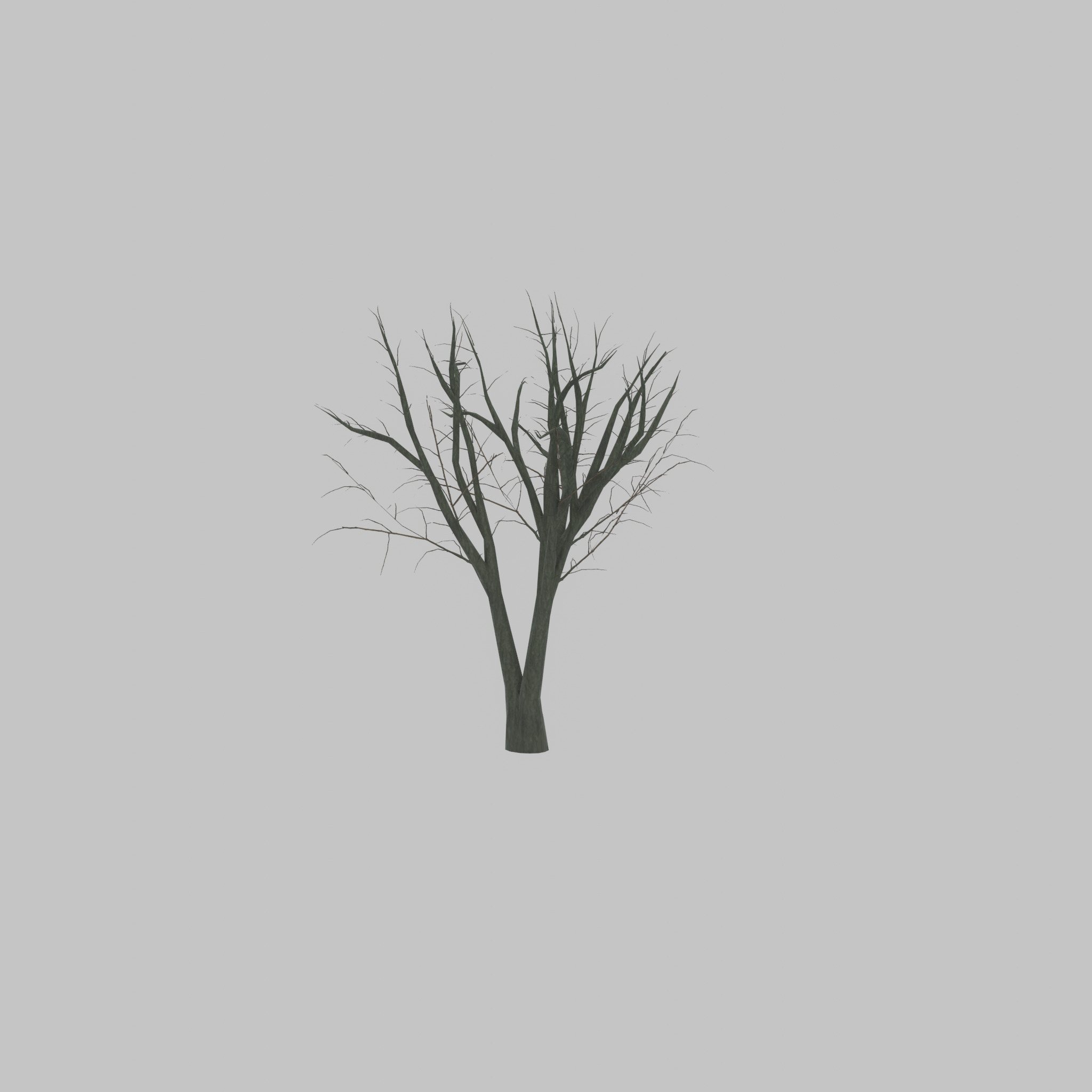 Japanese pagoda tree winter 5000mm Low-poly 3D model_46