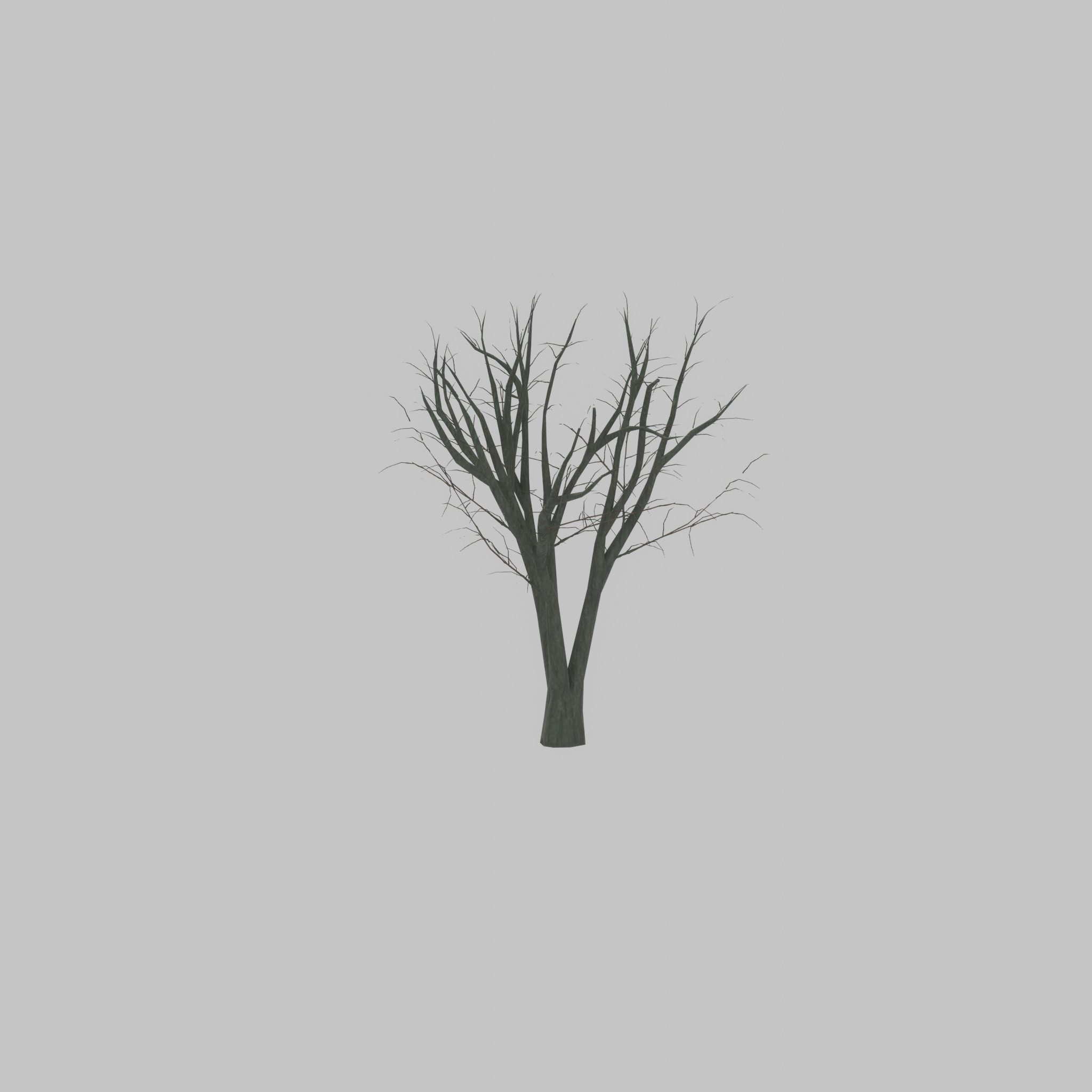 Japanese pagoda tree winter 5000mm Low-poly 3D model_25