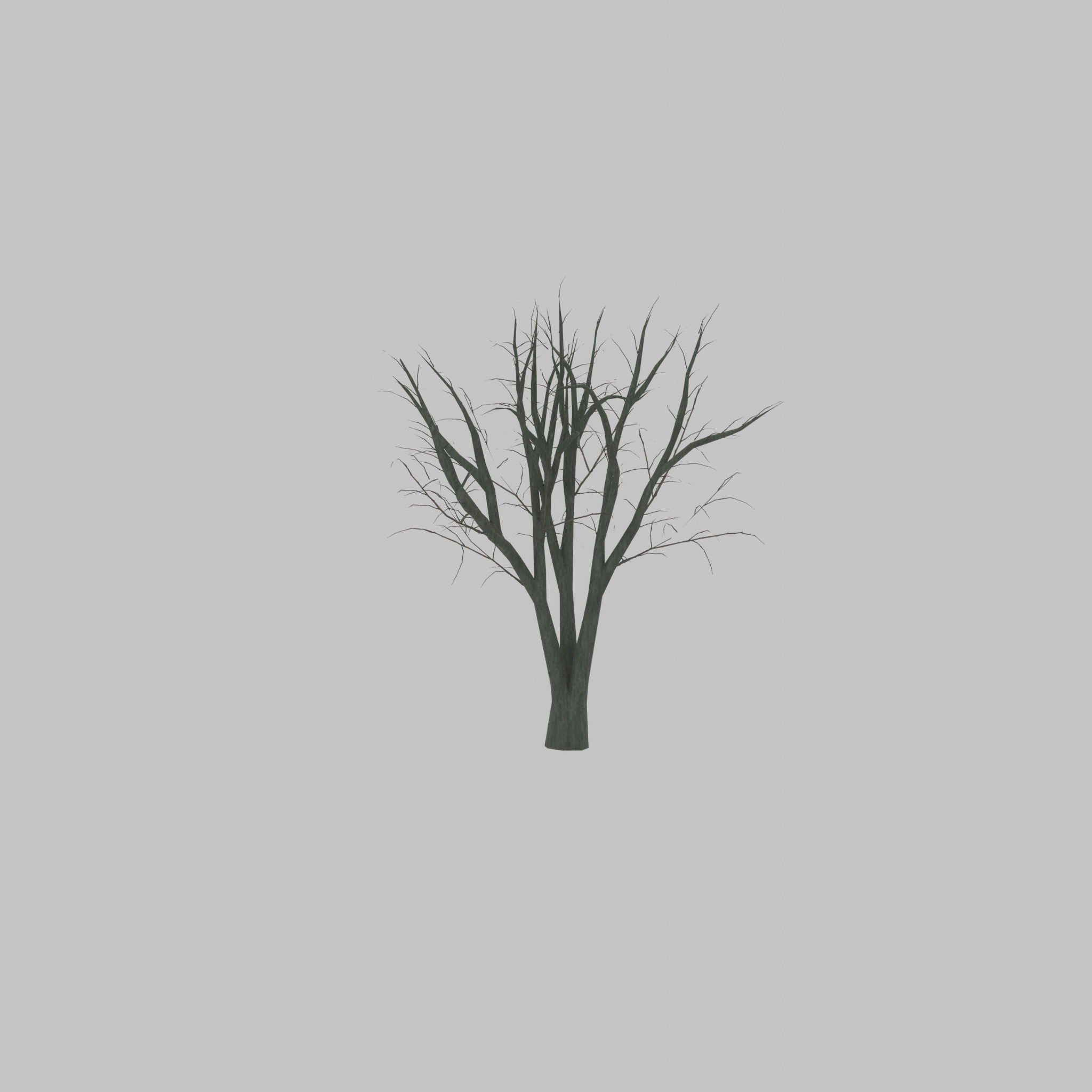 Japanese pagoda tree winter 5000mm Low-poly 3D model_29