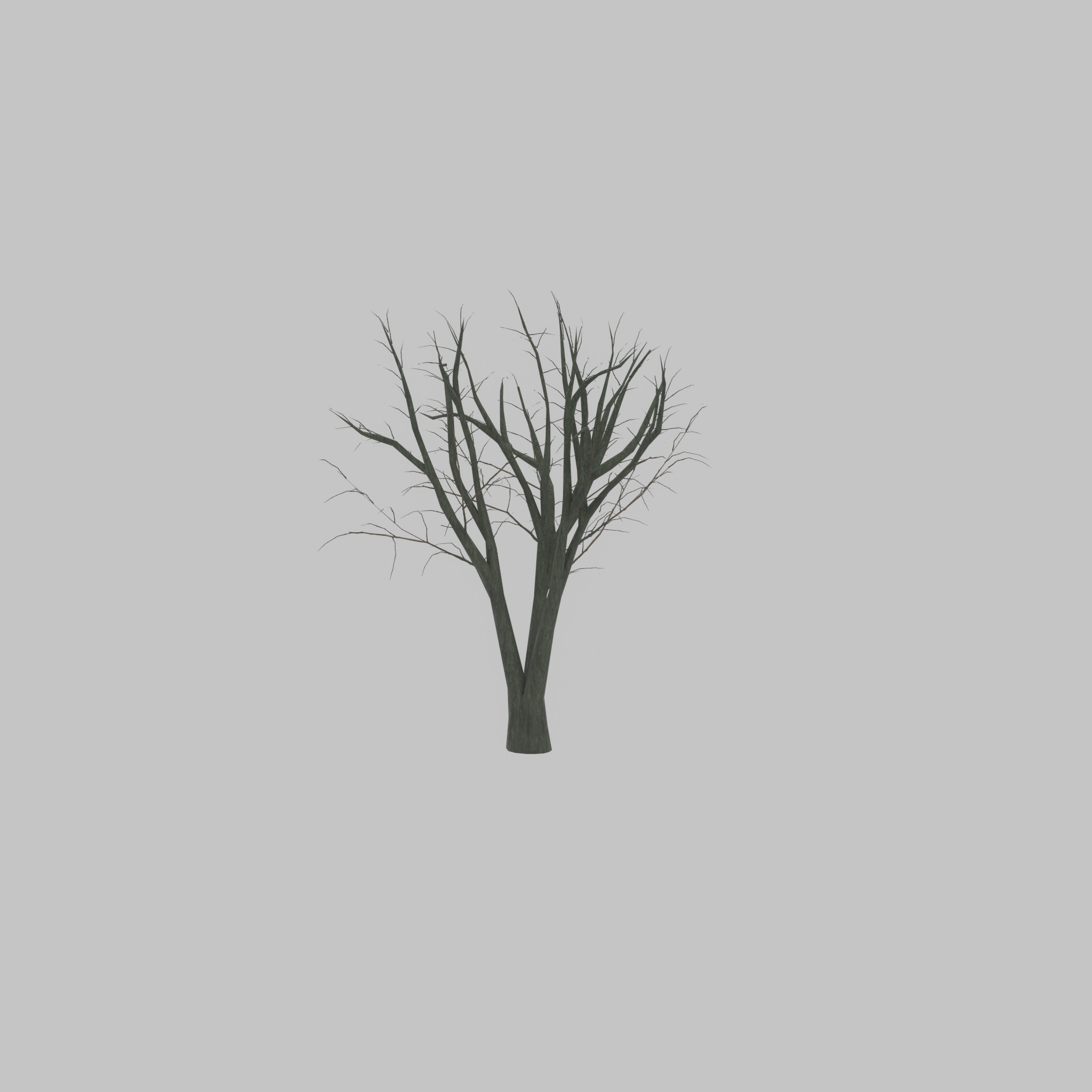 Japanese pagoda tree winter 5000mm Low-poly 3D model_45