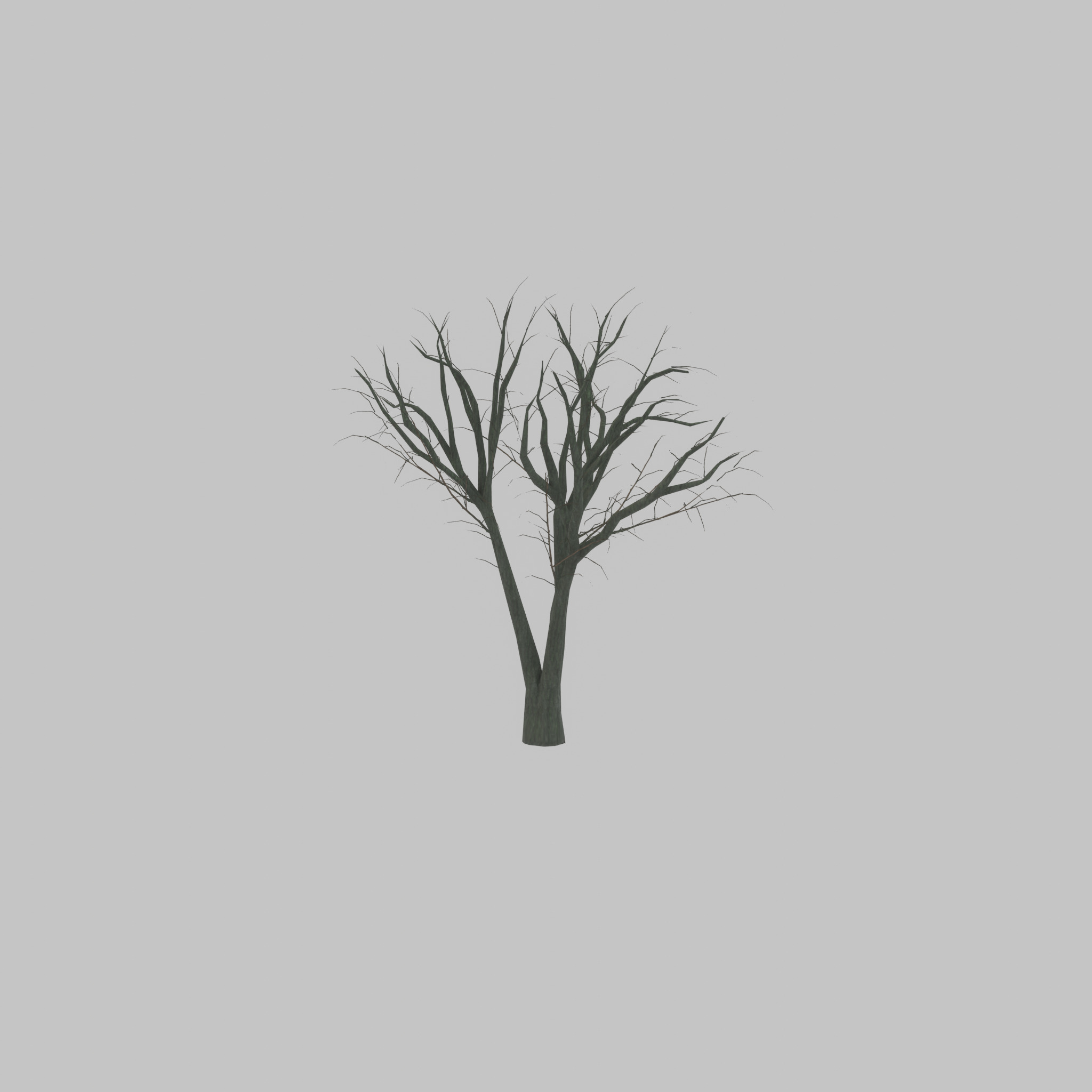 Japanese pagoda tree winter 5000mm Low-poly 3D model_55