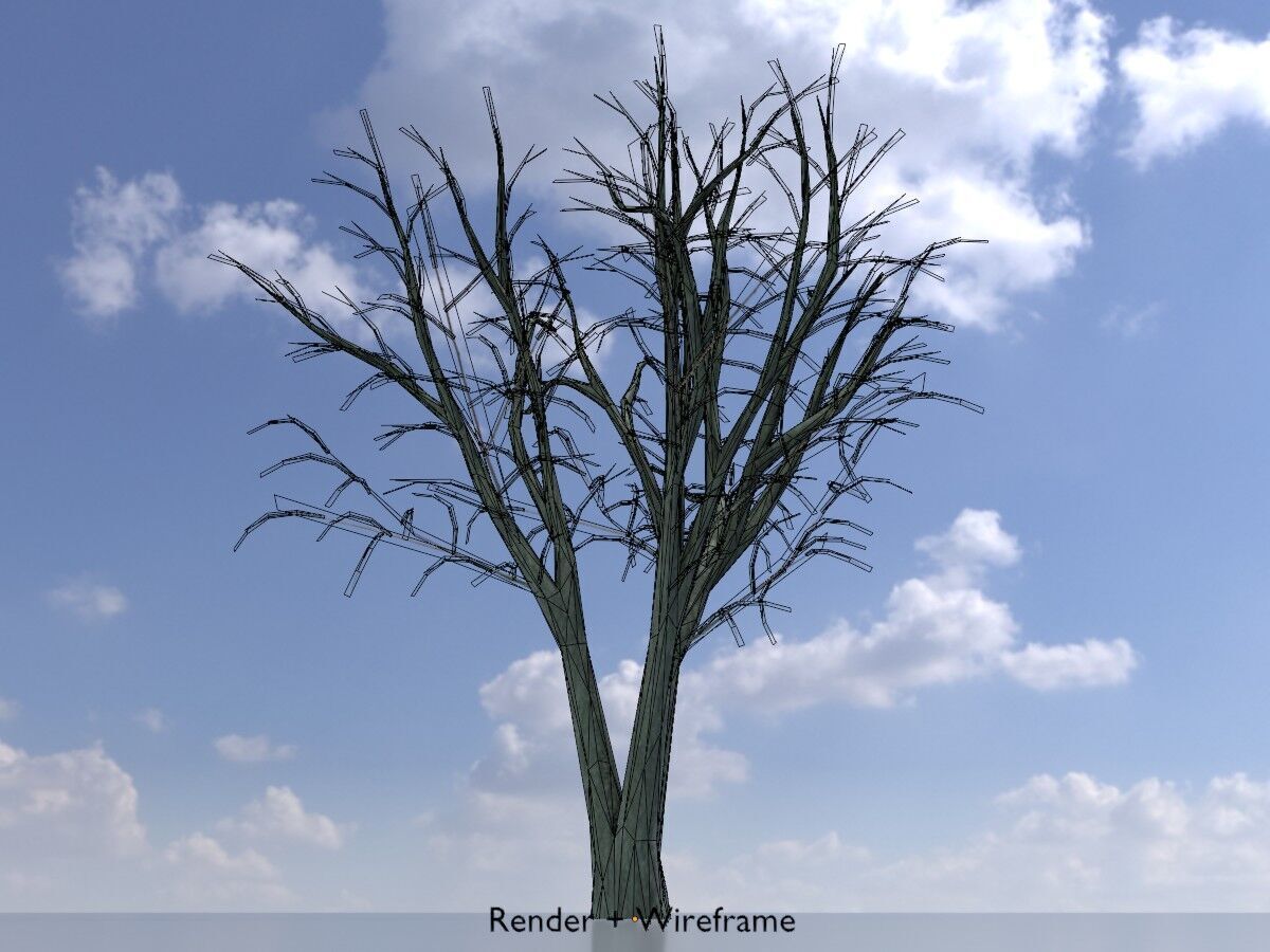 Japanese pagoda tree winter 5000mm Low-poly 3D model_7