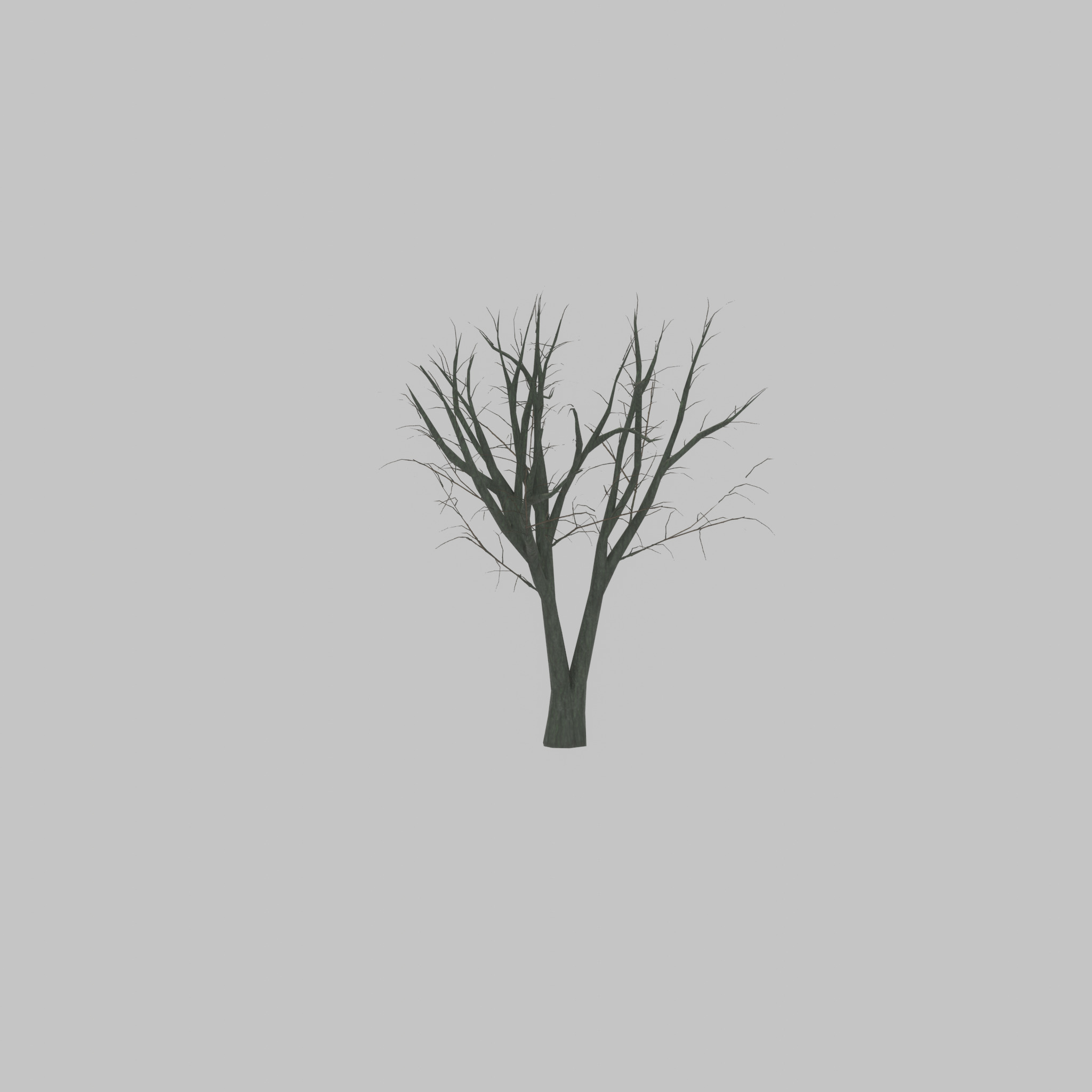 Japanese pagoda tree winter 5000mm Low-poly 3D model_26