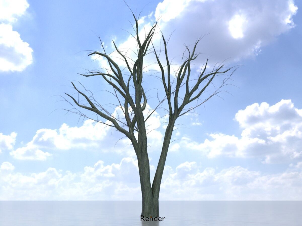 Japanese pagoda tree winter 5000mm Low-poly 3D model_14