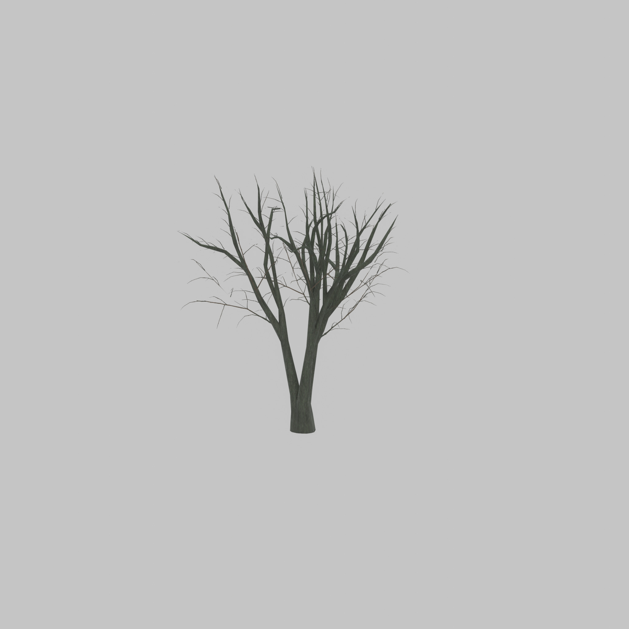 Japanese pagoda tree winter 5000mm Low-poly 3D model_47