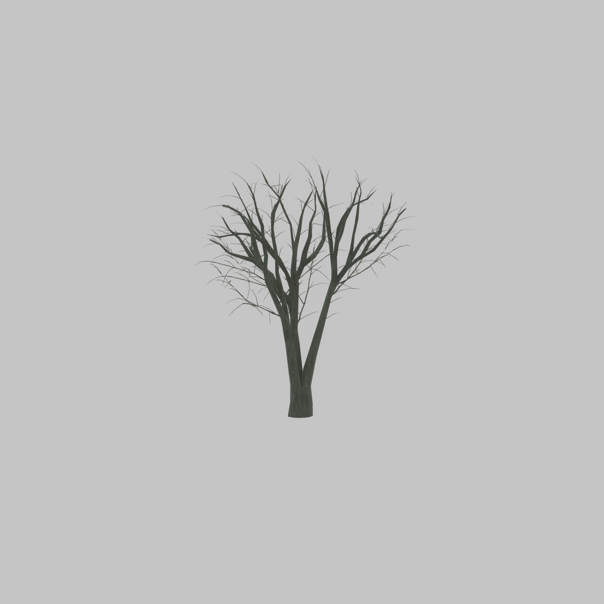 Japanese pagoda tree winter 5000mm Low-poly 3D model_40