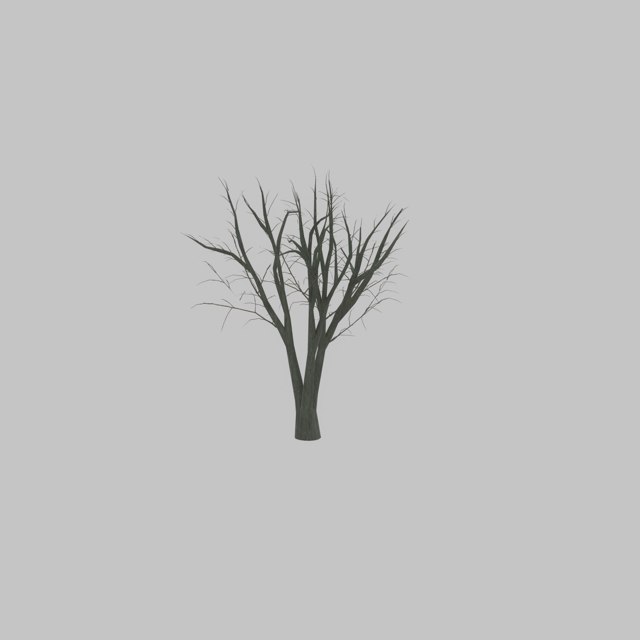 Japanese pagoda tree winter 5000mm Low-poly 3D model_48