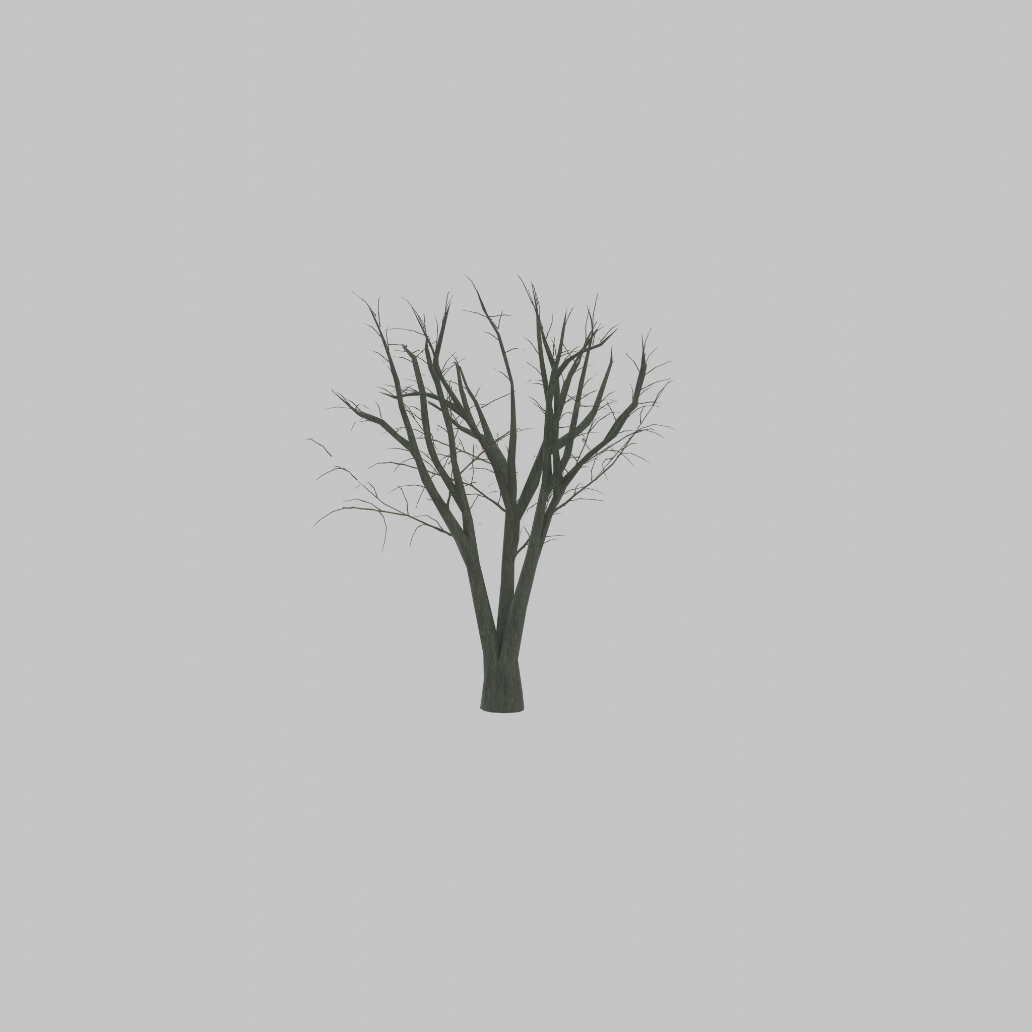 Japanese pagoda tree winter 5000mm Low-poly 3D model_44