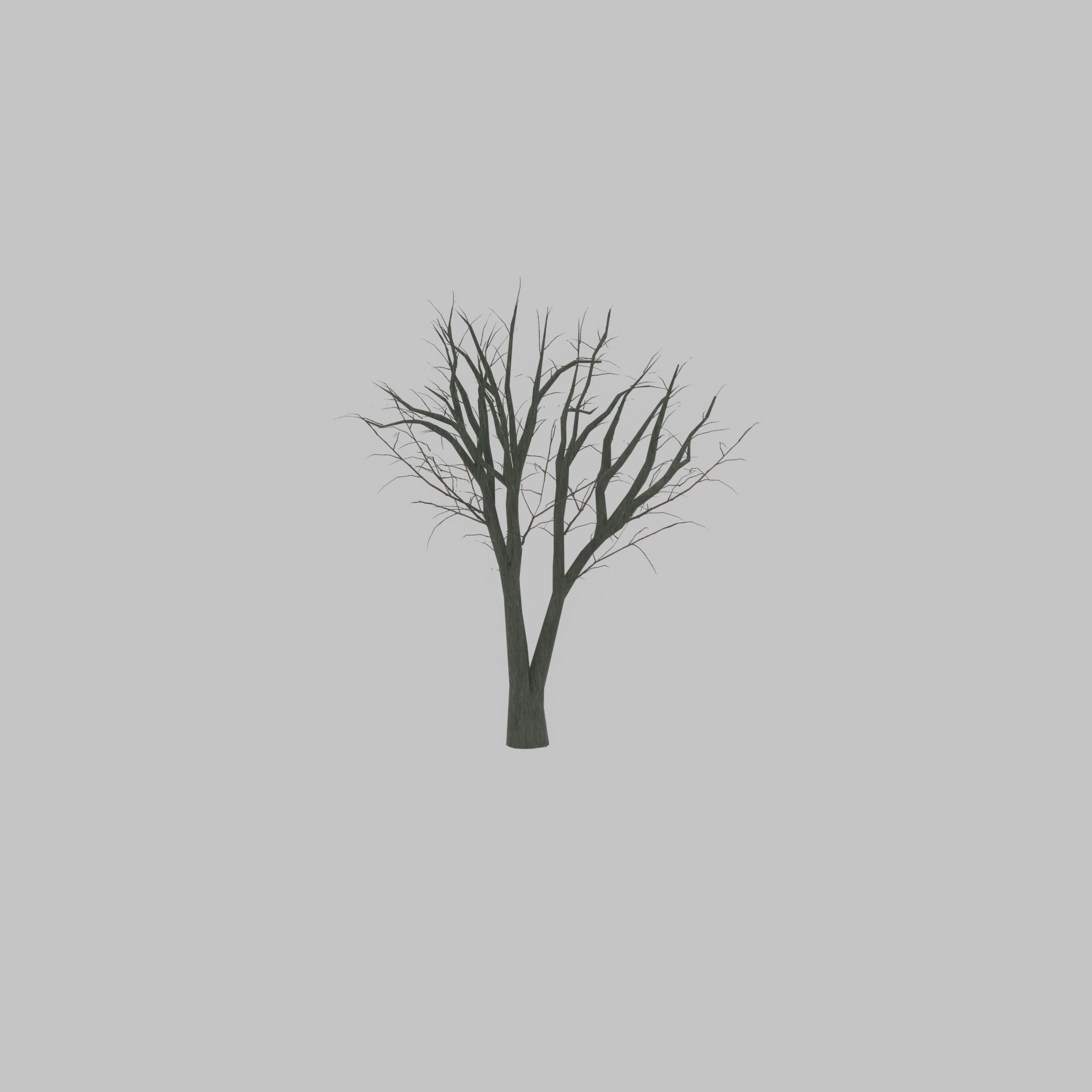 Japanese pagoda tree winter 5000mm Low-poly 3D model_32