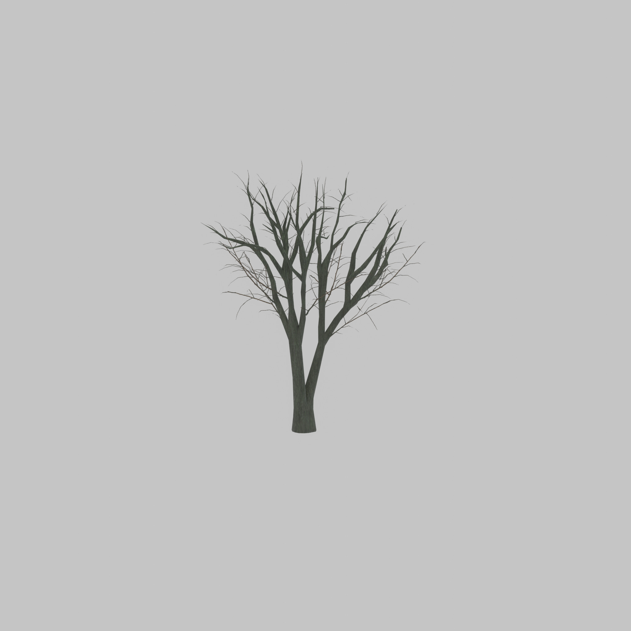 Japanese pagoda tree winter 5000mm Low-poly 3D model_21