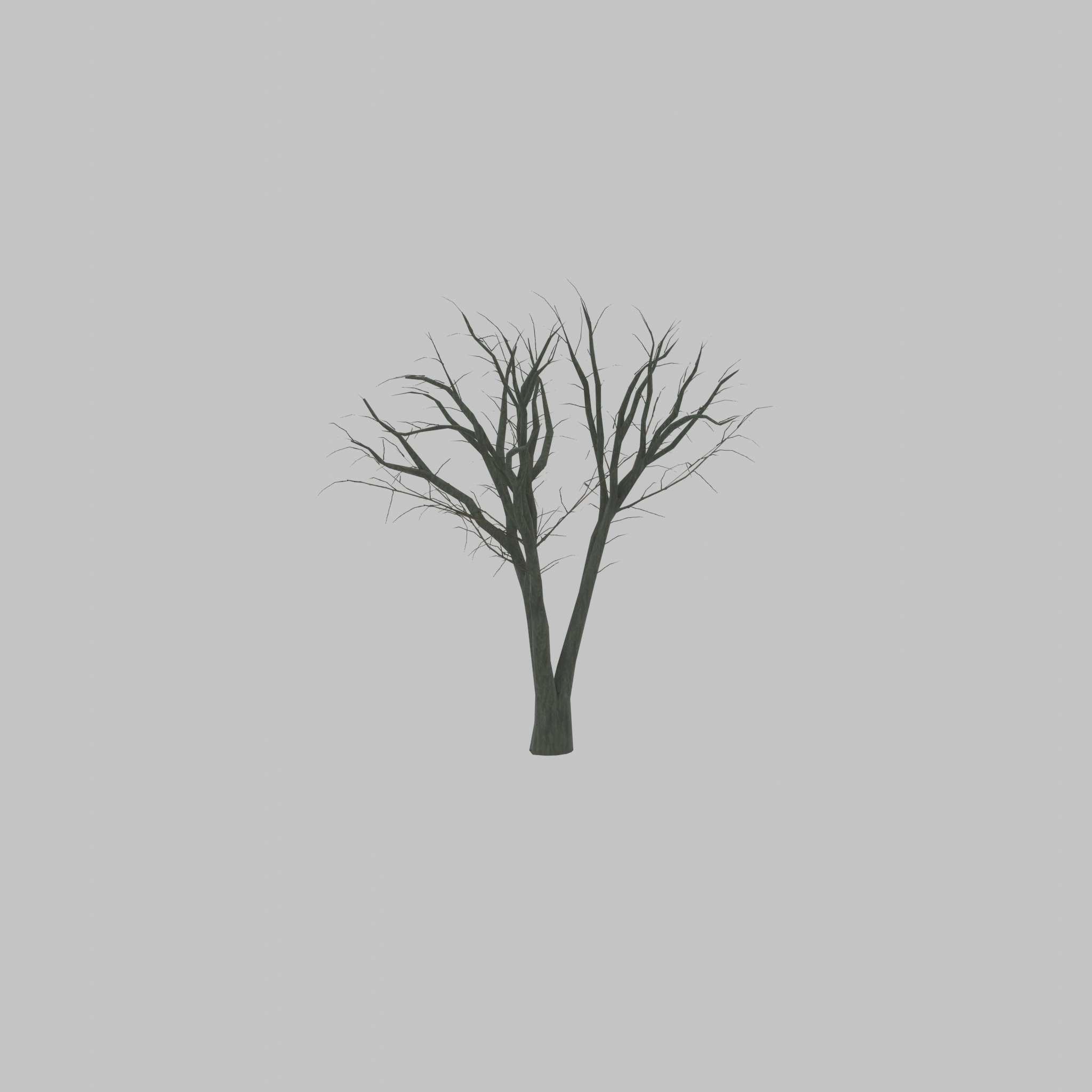 Japanese pagoda tree winter 5000mm Low-poly 3D model_38