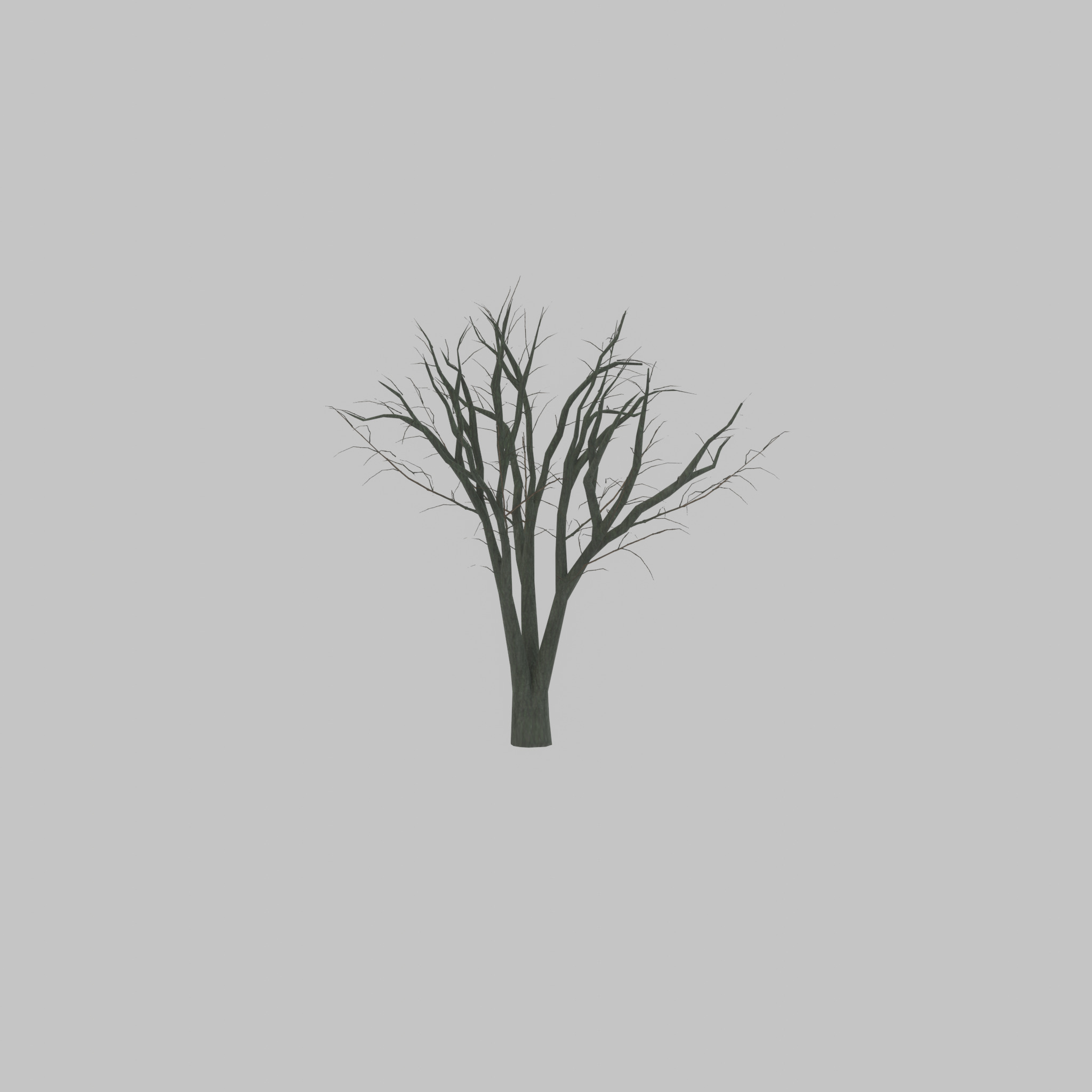 Japanese pagoda tree winter 5000mm Low-poly 3D model_51