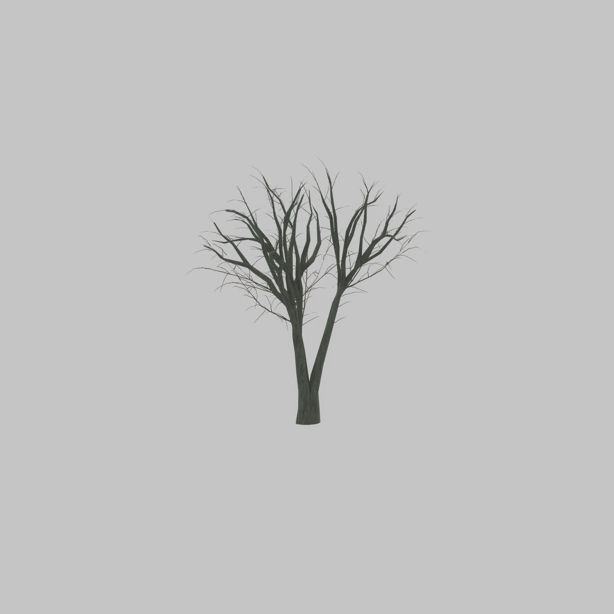 Japanese pagoda tree winter 5000mm Low-poly 3D model_39