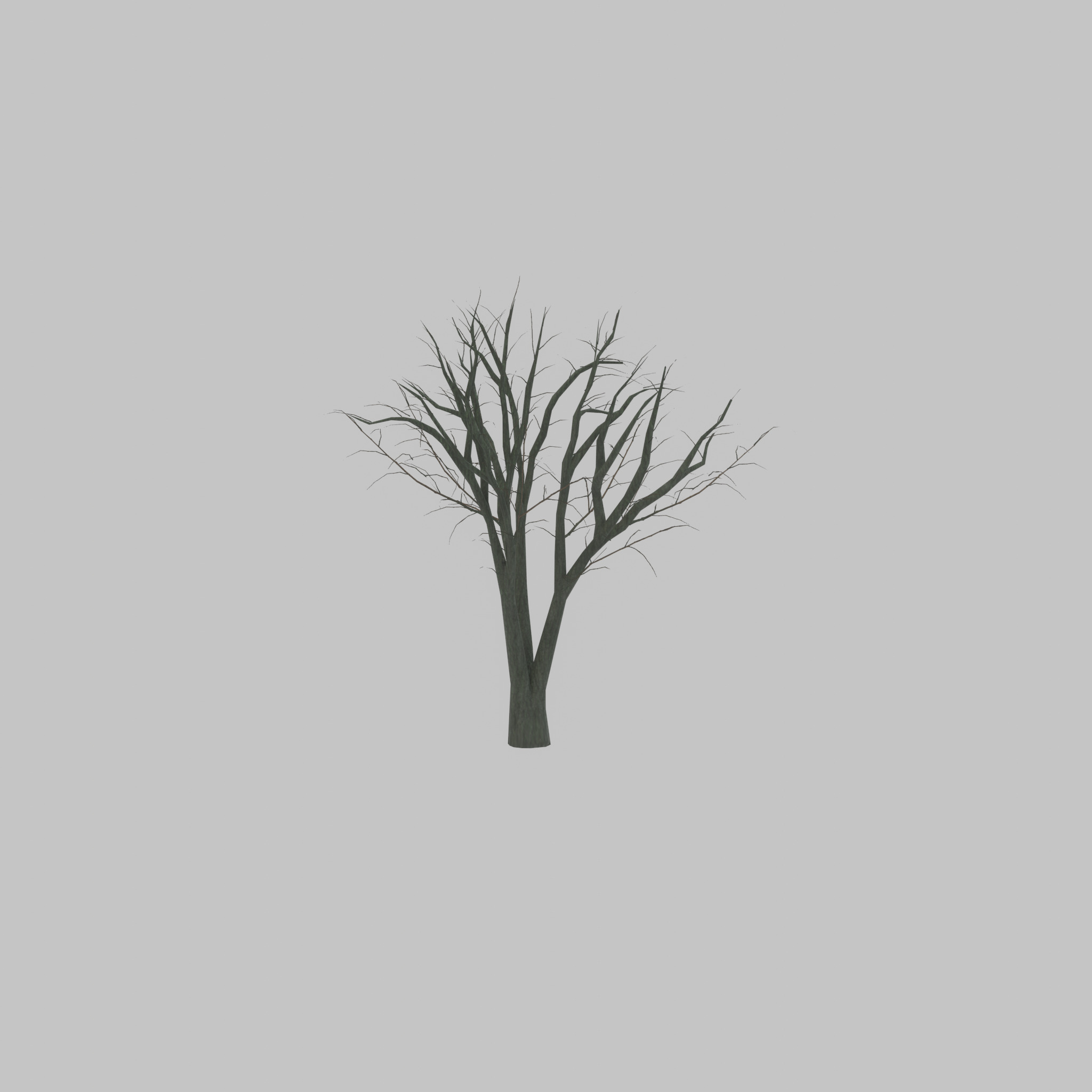 Japanese pagoda tree winter 5000mm Low-poly 3D model_43