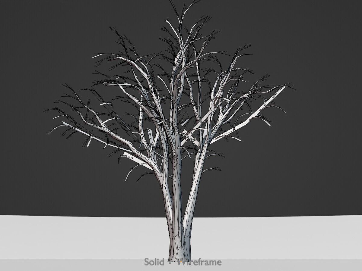Japanese pagoda tree winter 5000mm Low-poly 3D model_10