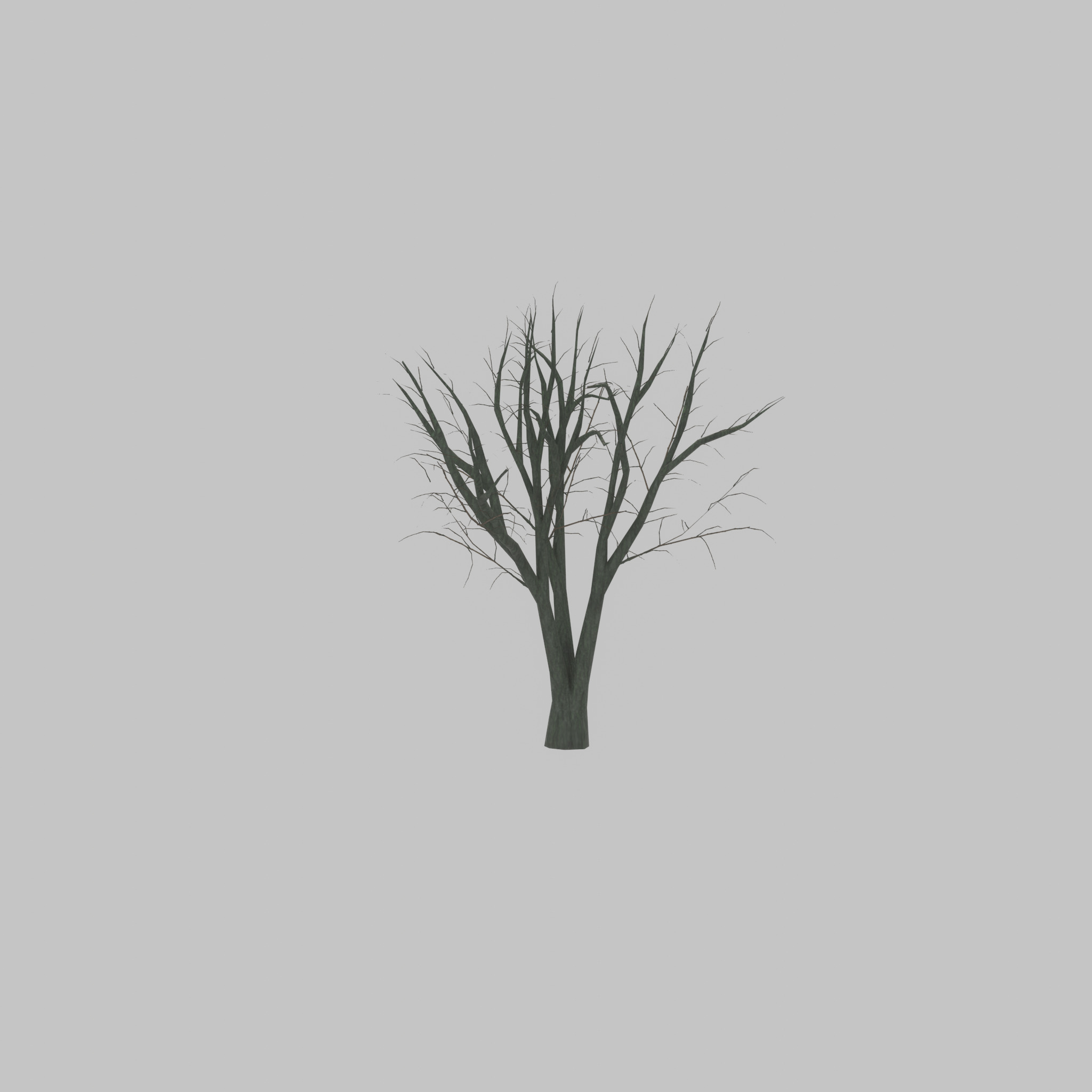 Japanese pagoda tree winter 5000mm Low-poly 3D model_28