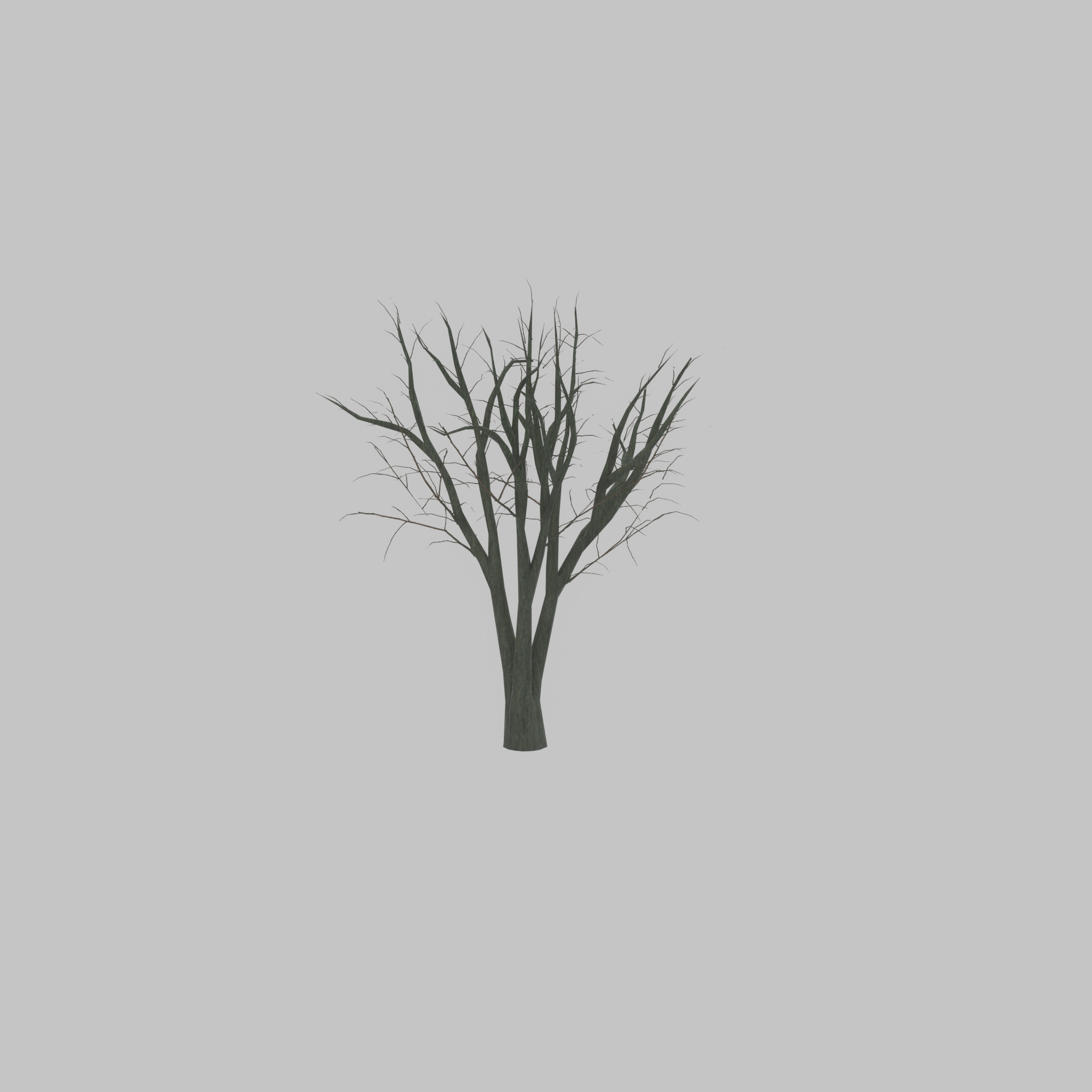 Japanese pagoda tree winter 5000mm Low-poly 3D model_49