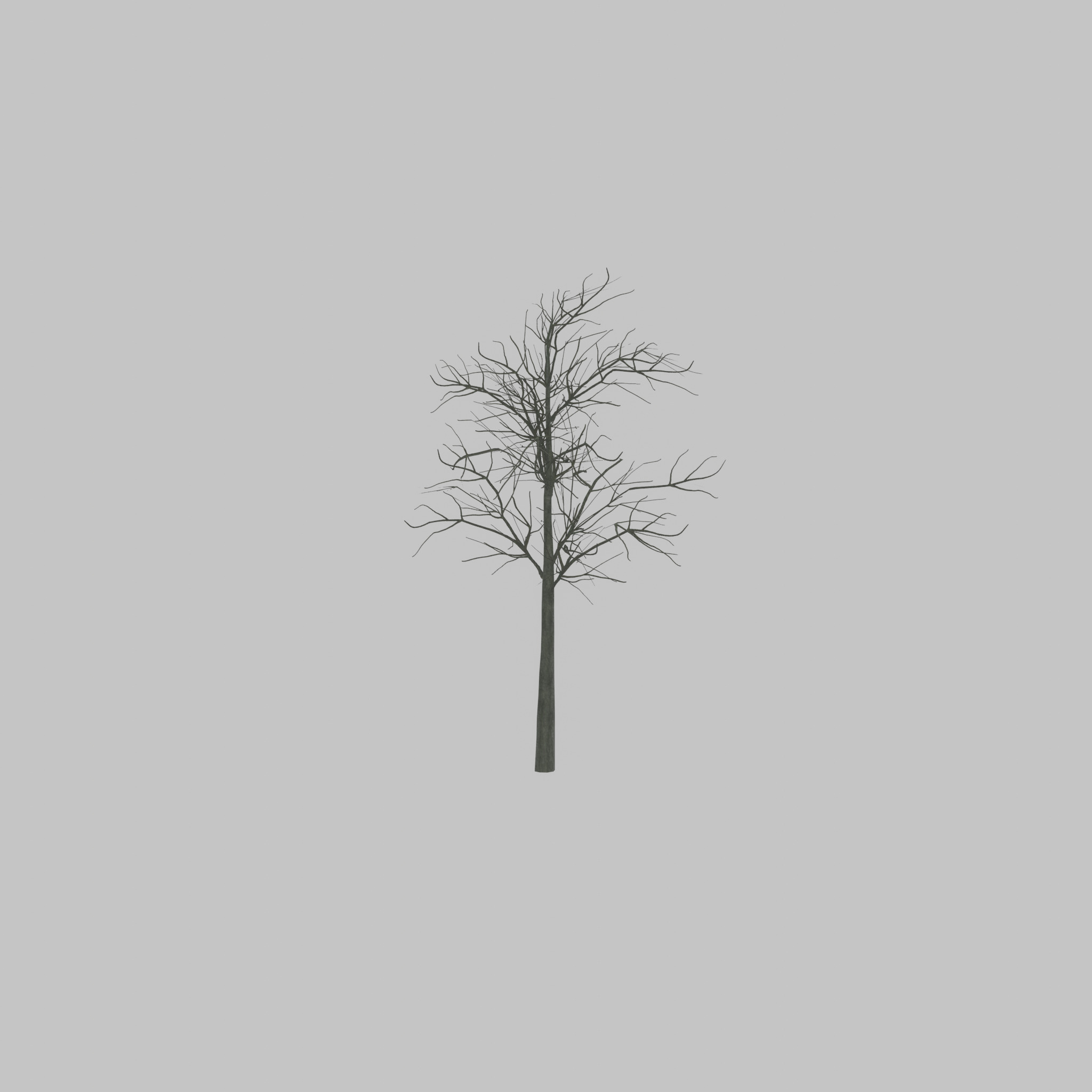 Japanese pagoda tree winter 8000mm Low-poly 3D model_46