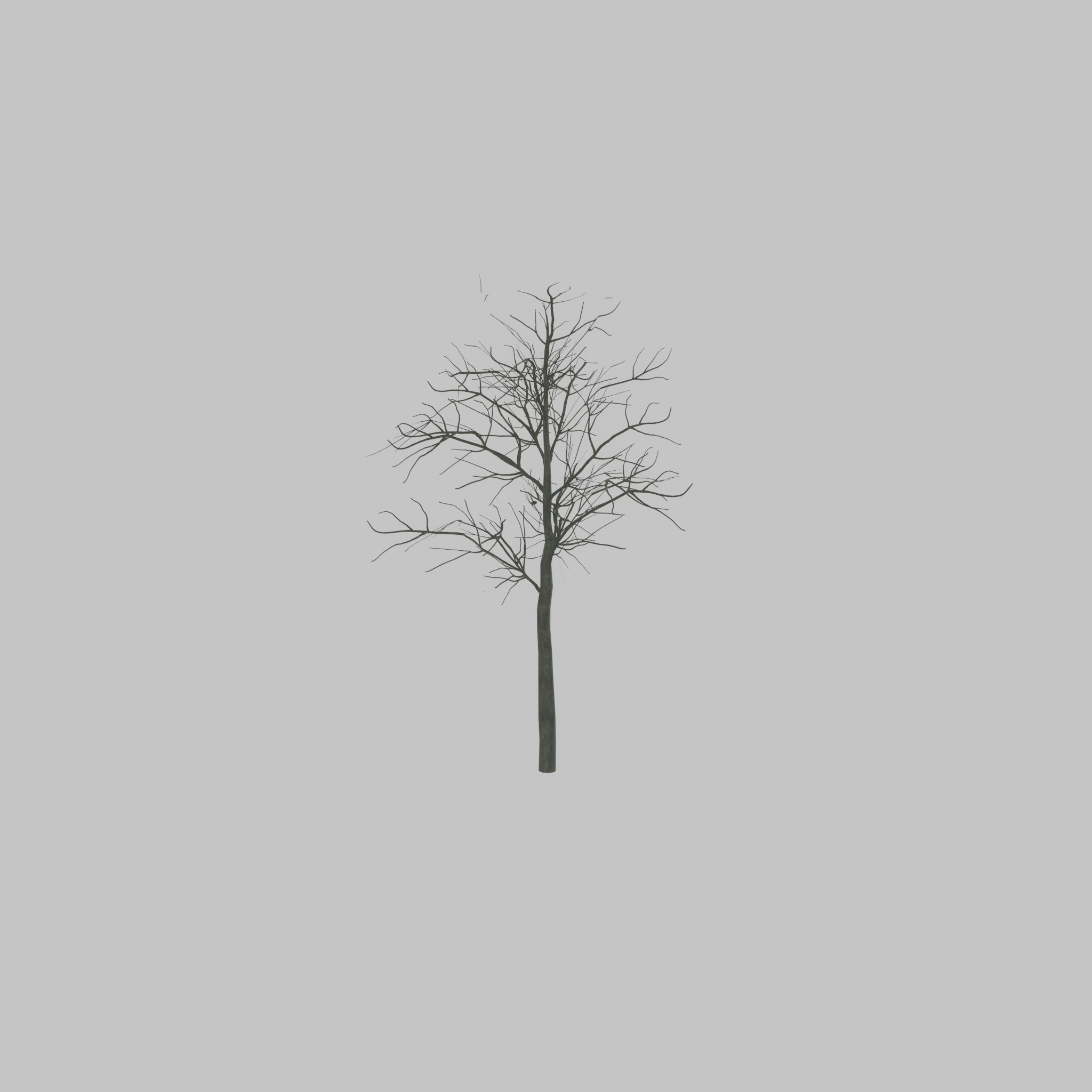 Japanese pagoda tree winter 8000mm Low-poly 3D model_53