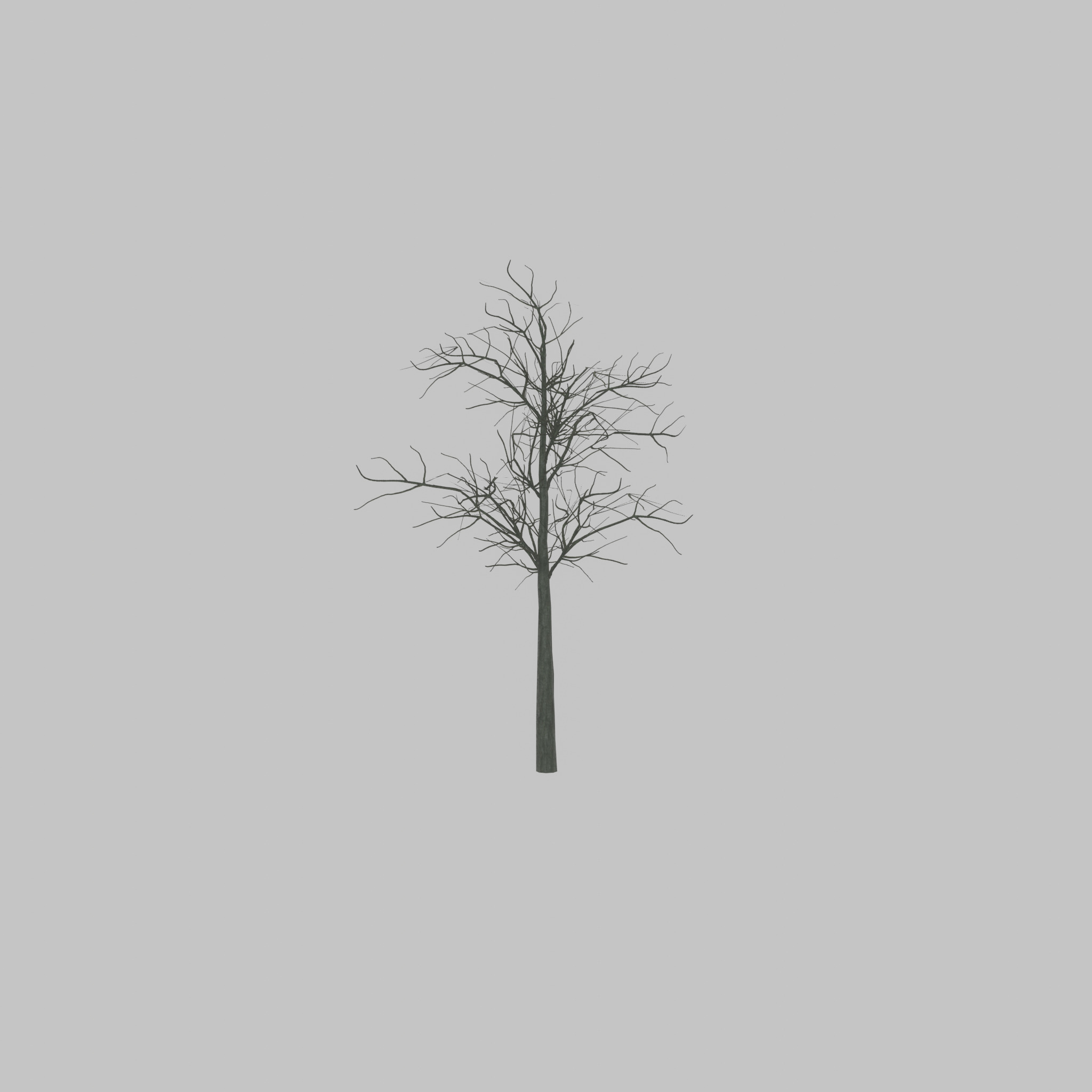 Japanese pagoda tree winter 8000mm Low-poly 3D model_28