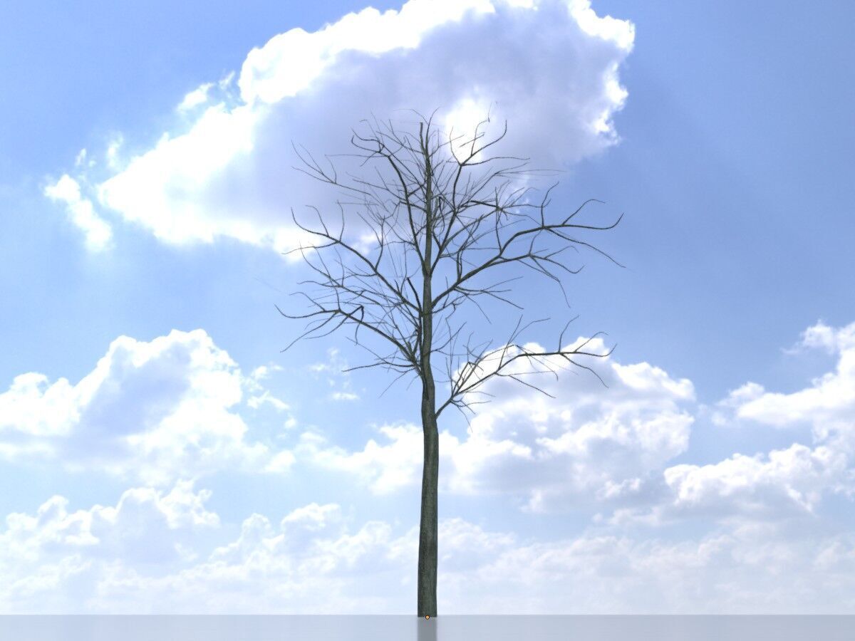 Japanese pagoda tree winter 8000mm Low-poly 3D model_2