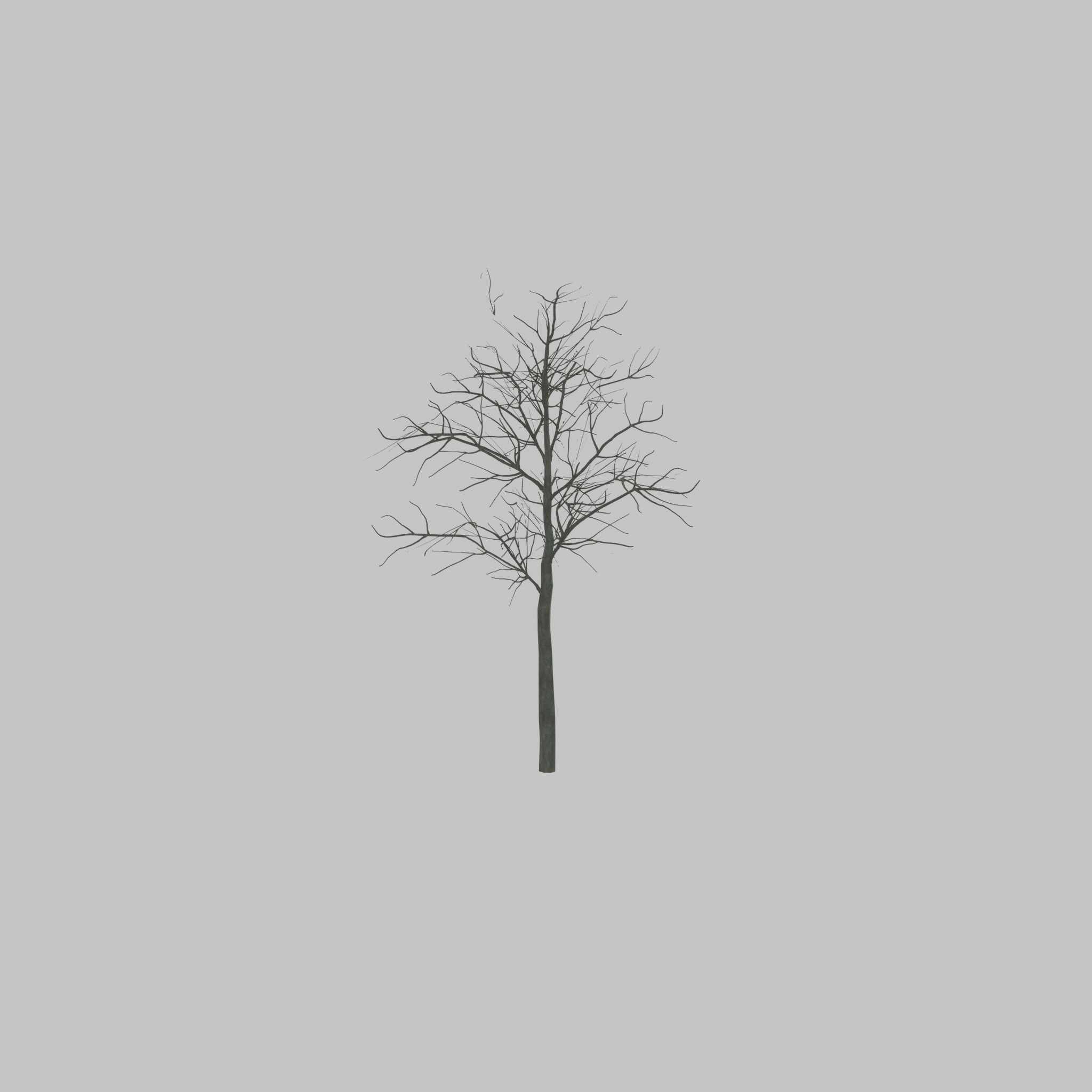 Japanese pagoda tree winter 8000mm Low-poly 3D model_52