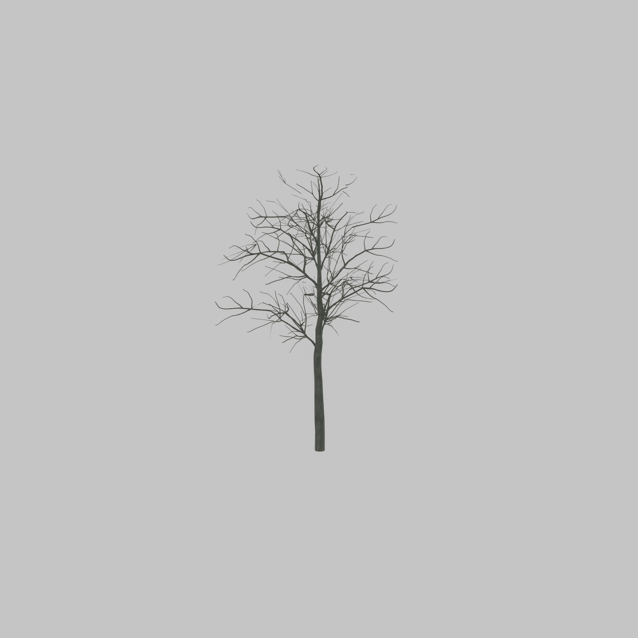 Japanese pagoda tree winter 8000mm Low-poly 3D model_54