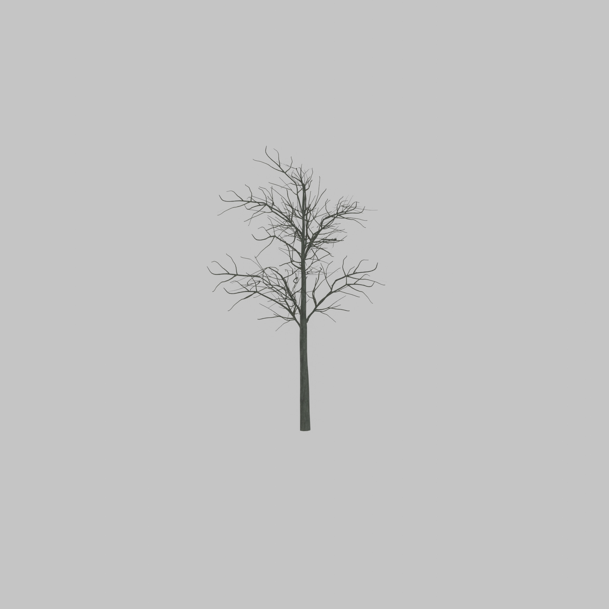 Japanese pagoda tree winter 8000mm Low-poly 3D model_25