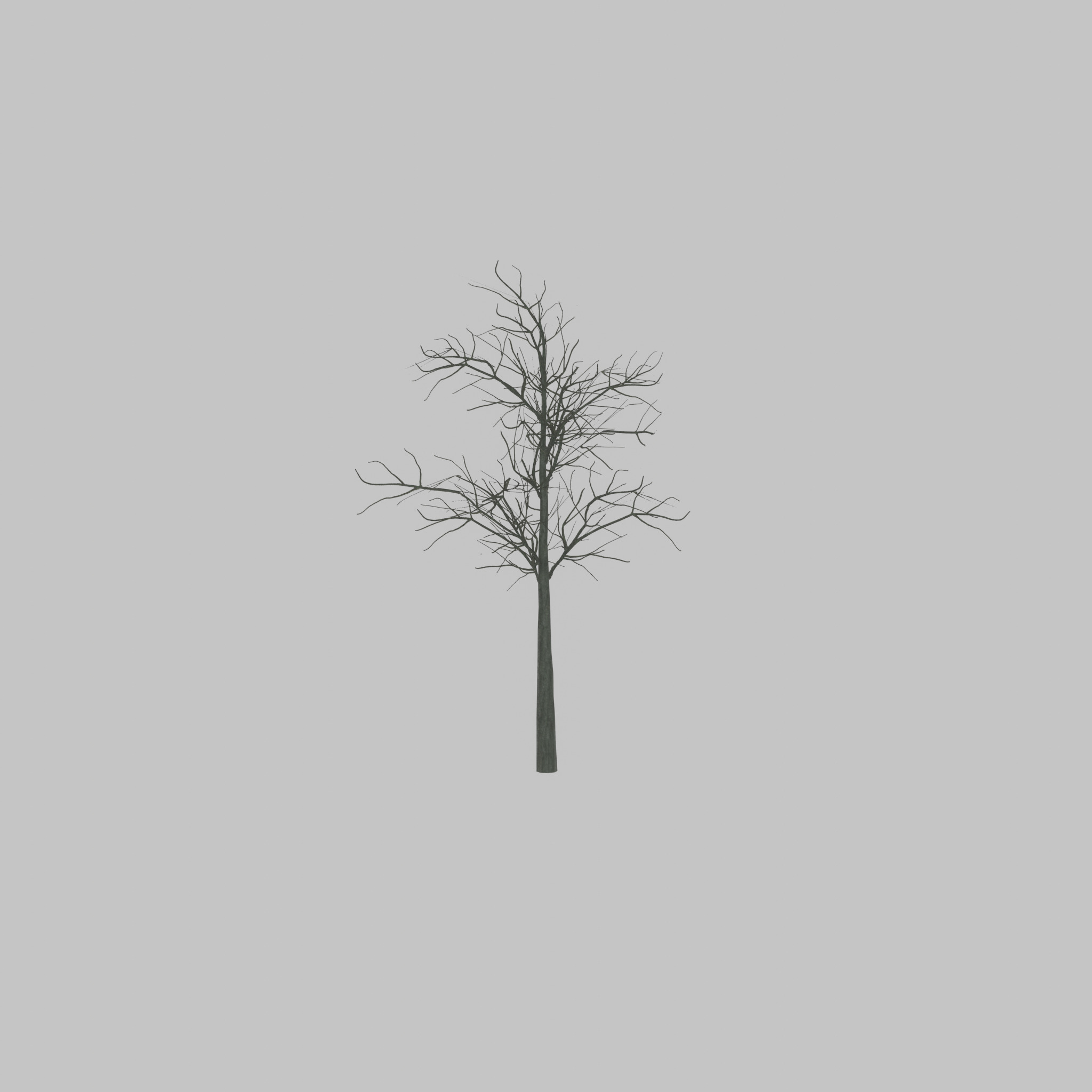 Japanese pagoda tree winter 8000mm Low-poly 3D model_27