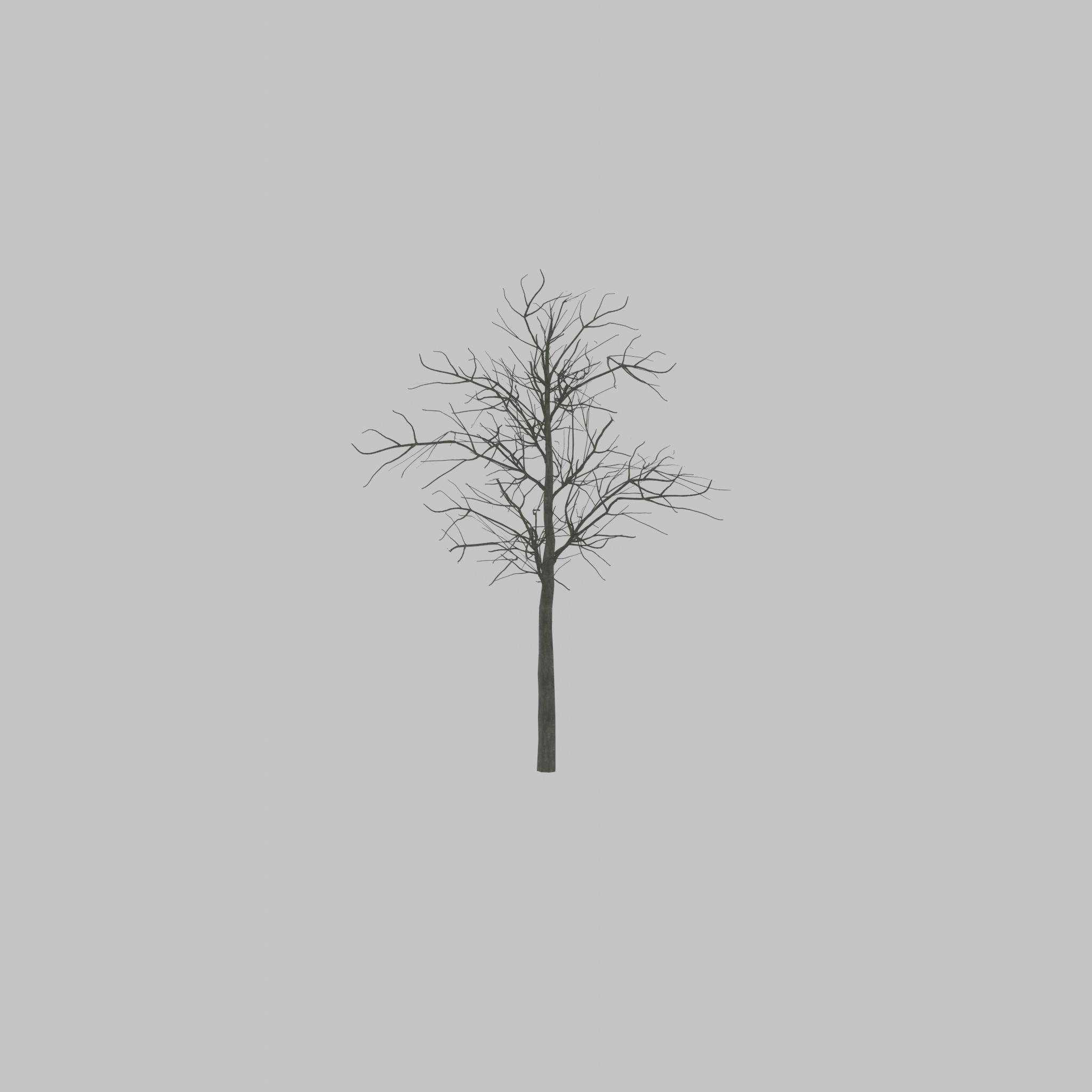 Japanese pagoda tree winter 8000mm Low-poly 3D model_21