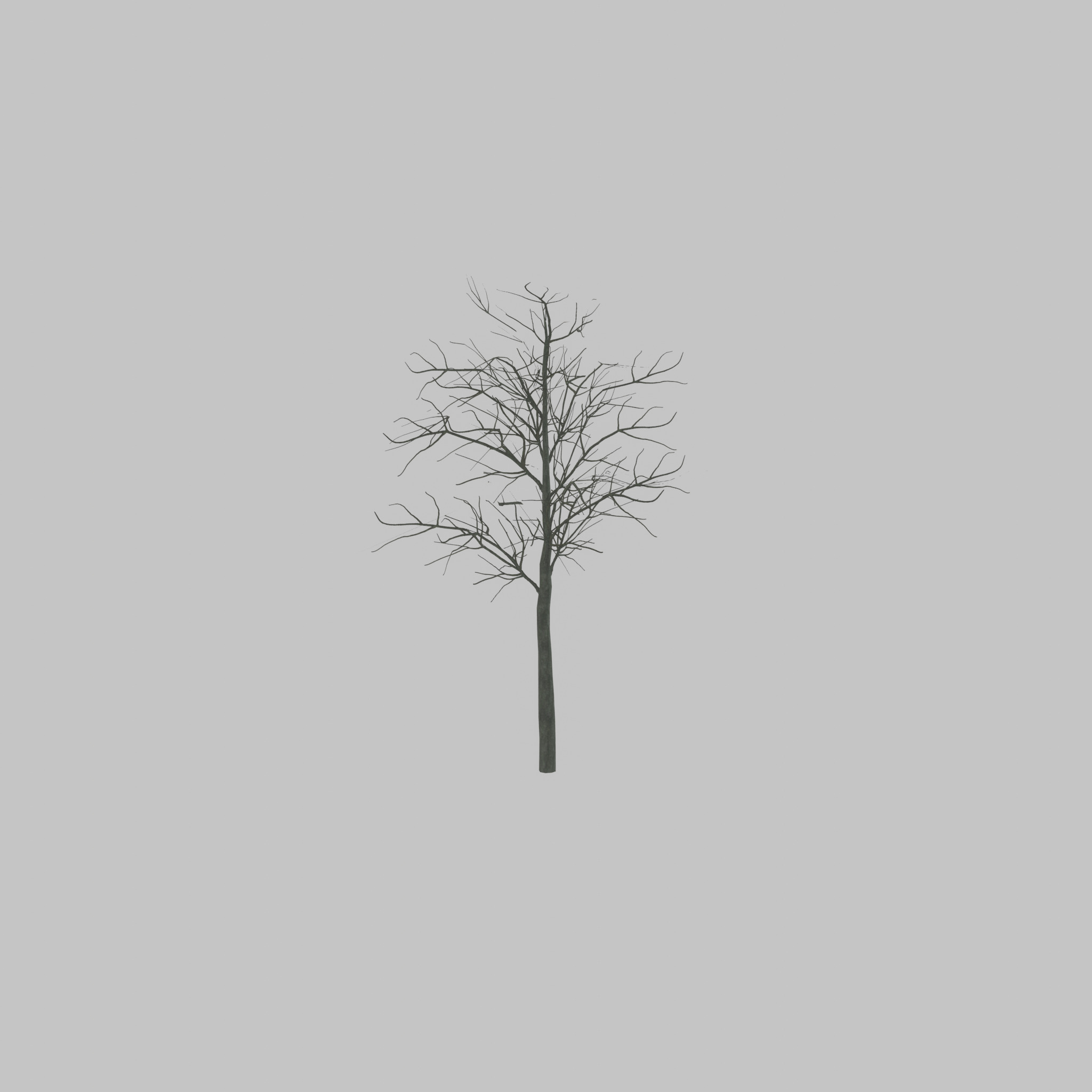 Japanese pagoda tree winter 8000mm Low-poly 3D model_55