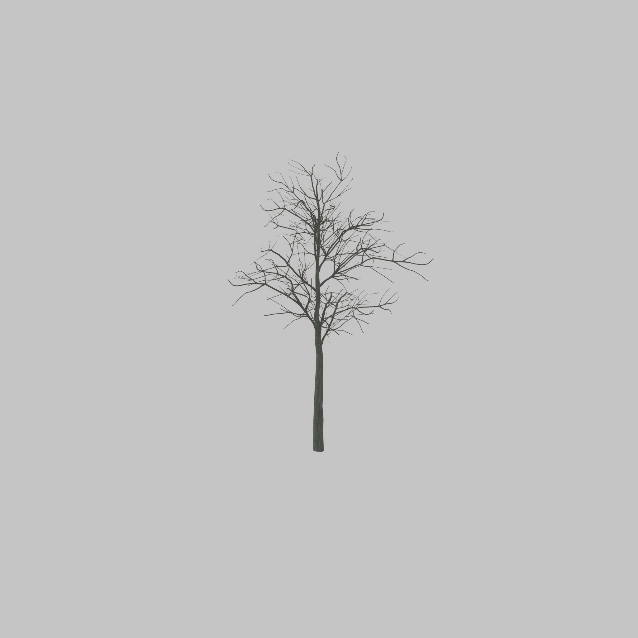 Japanese pagoda tree winter 8000mm Low-poly 3D model_34