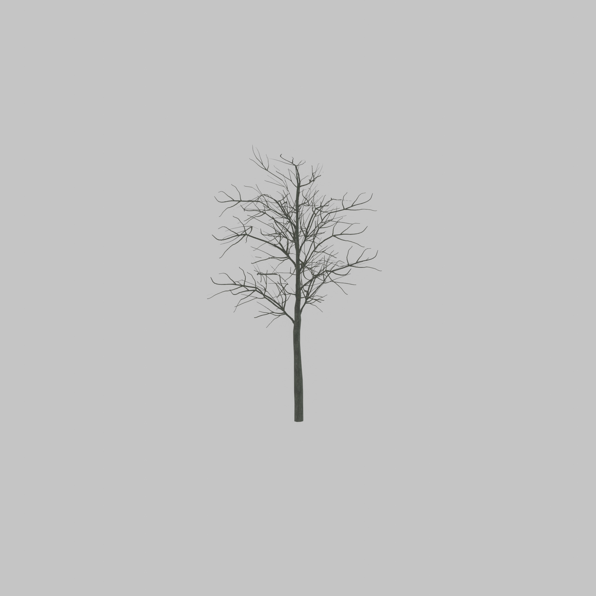 Japanese pagoda tree winter 8000mm Low-poly 3D model_56